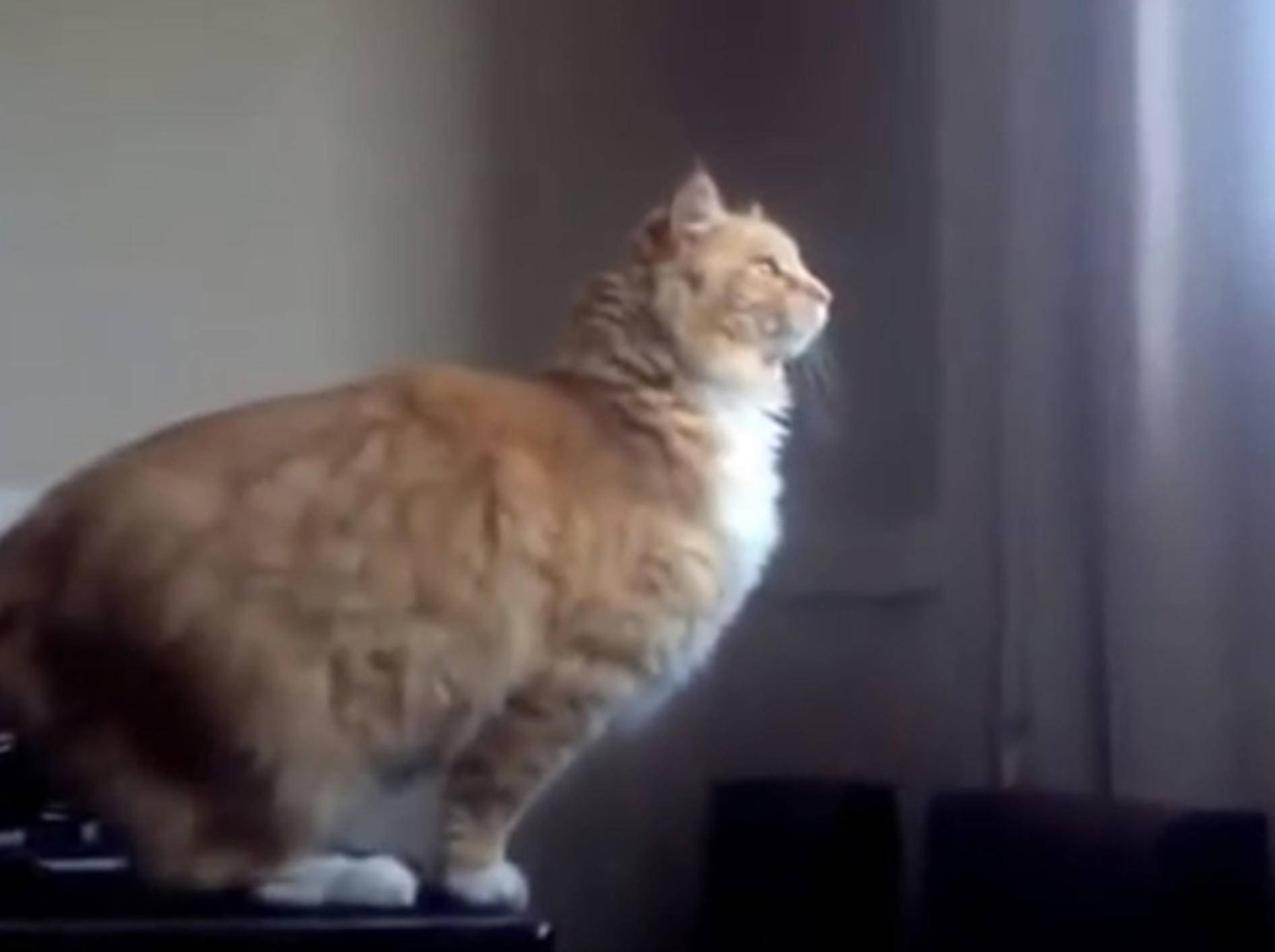 Doch kein Katzensprung: Stubentiger bricht Hopser ab – Bild: Youtube / Fun Life