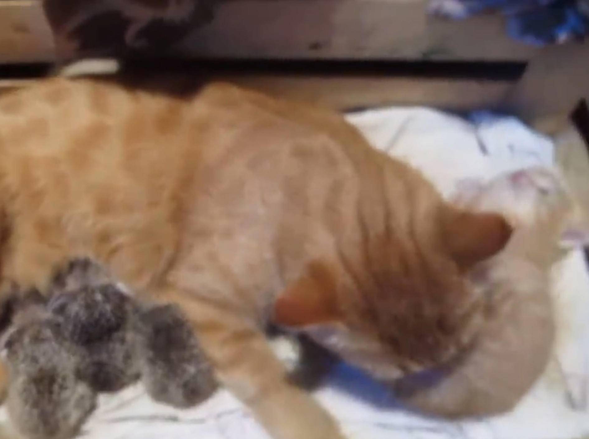 Katze adoptiert süße Igelbabys – Bild: Youtube / maraxmaraxmarax