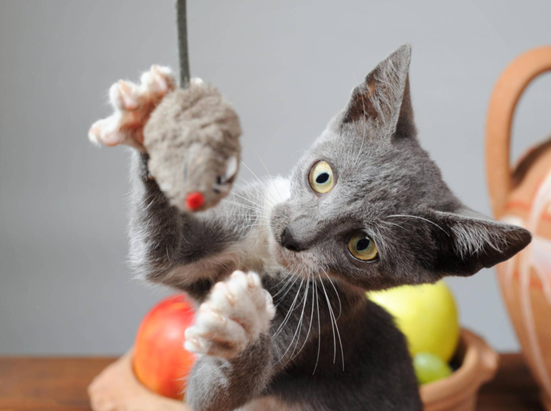 Vier tolle Katzen-Spielzeuge für den Türrahmen – Bild: Shutterstock / dragi52