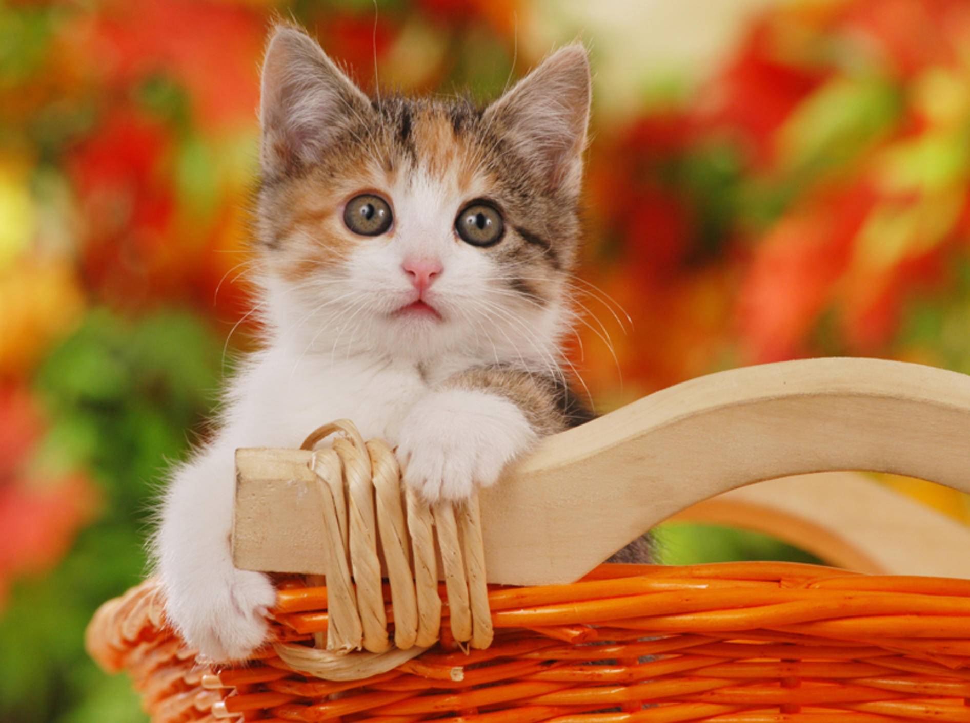Viele Katzenbabys im Tierheim warten auf ein Herrchen oder Frauchen – Bild: Shutterstock / absolutimages