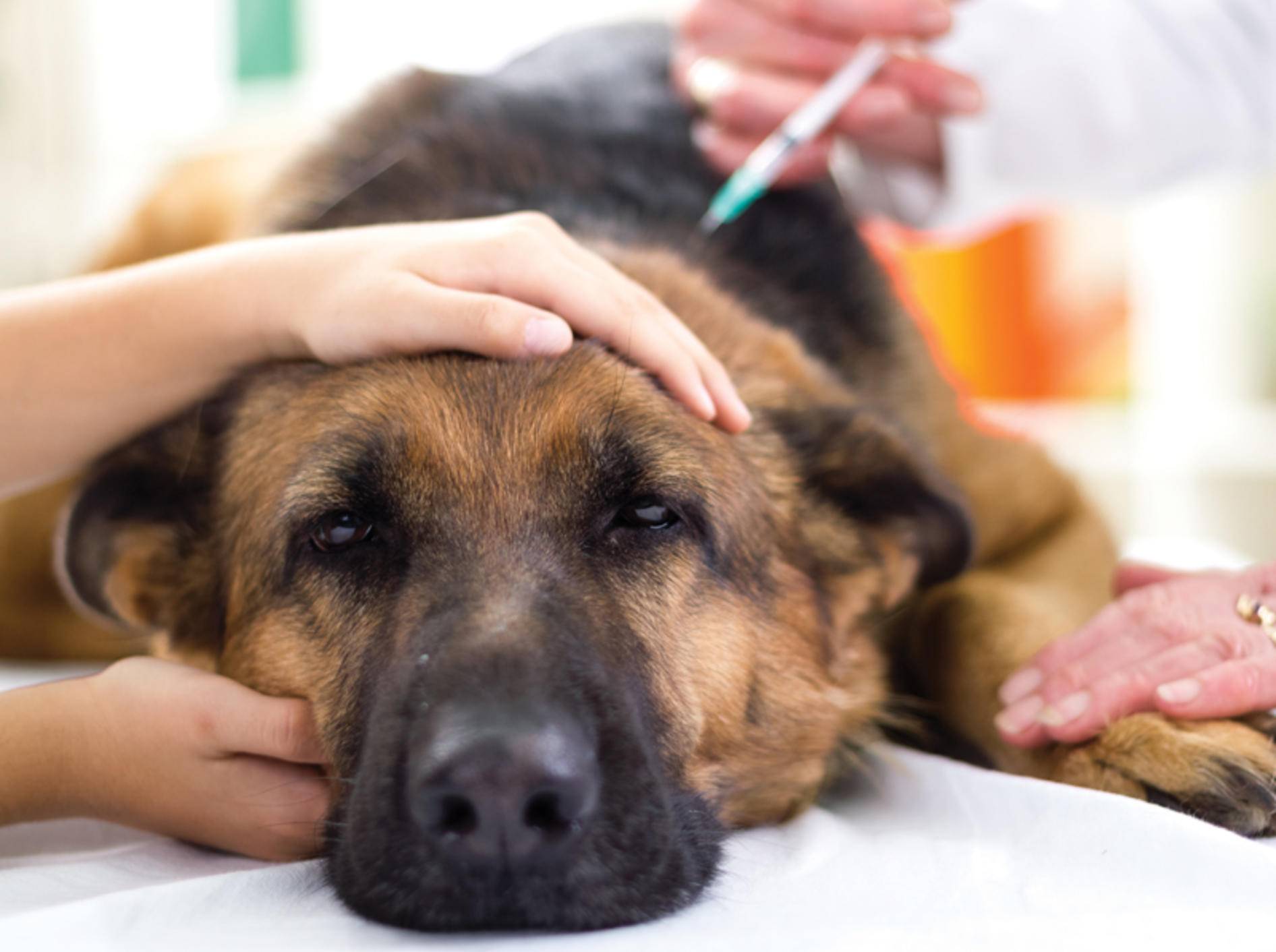 Wenn der Vierbeiner Angst vor dem Tierarzt hat, wird der Besuch zur Belastungsprobe für Hund und Herrchen – Bild: Shutterstock / VP Photo Studio