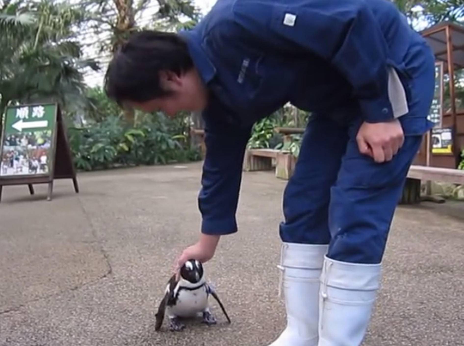 Niedlicher Pinguin fordert Streicheleinheiten – Bild: Youtube / 花と鳥松江