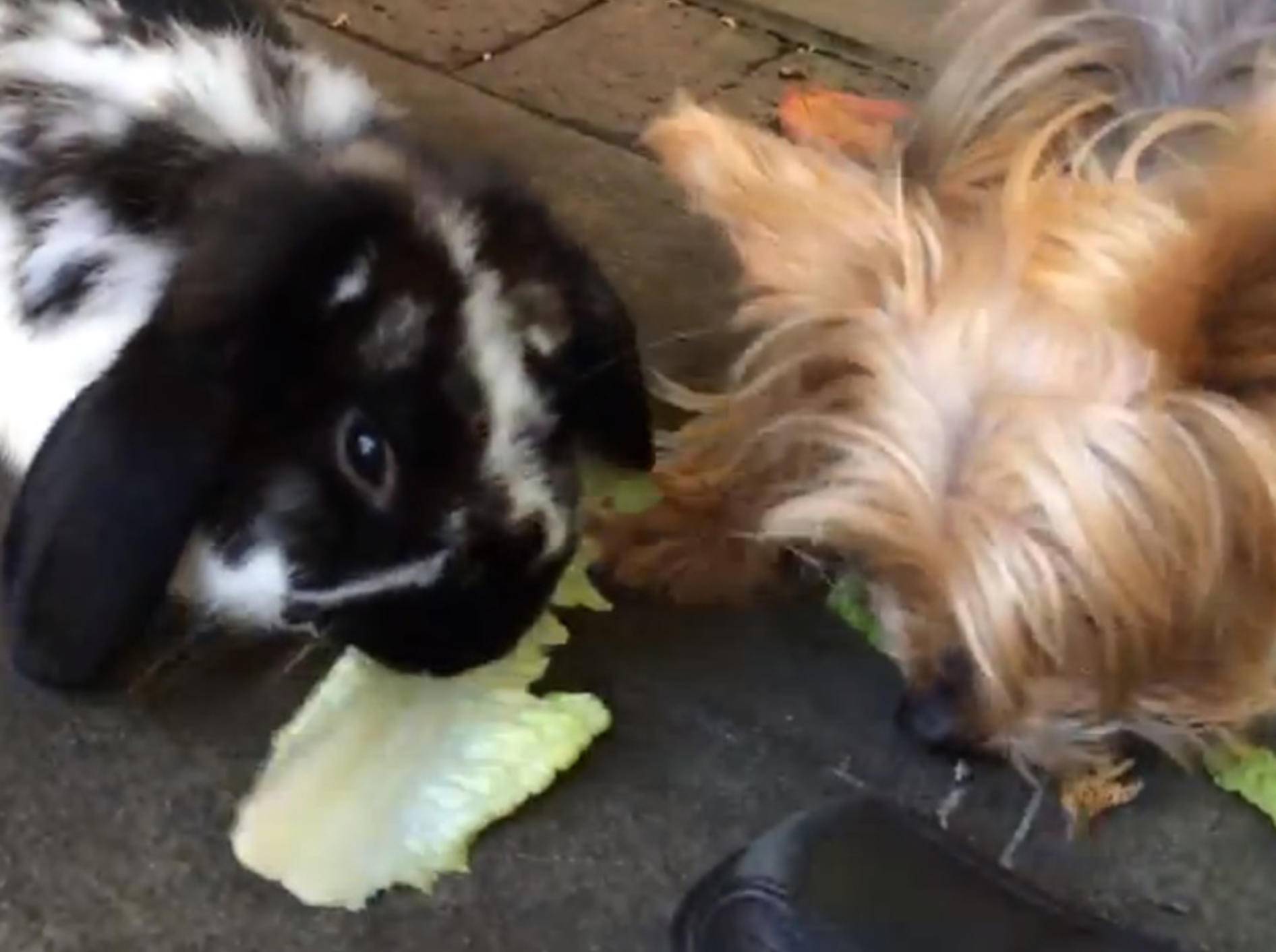 Süßer Yorkshire-Terrier klaut Kaninchen den Salat