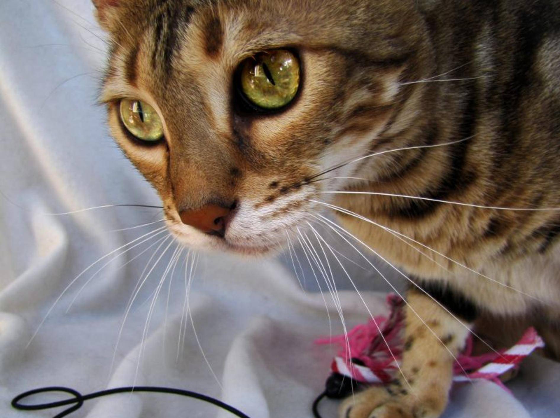 Die Bengal Katze braucht vor allen Dingen viel Platz zum Spielen und Toben – Bild: Shutterstock / Ilona Koeleman