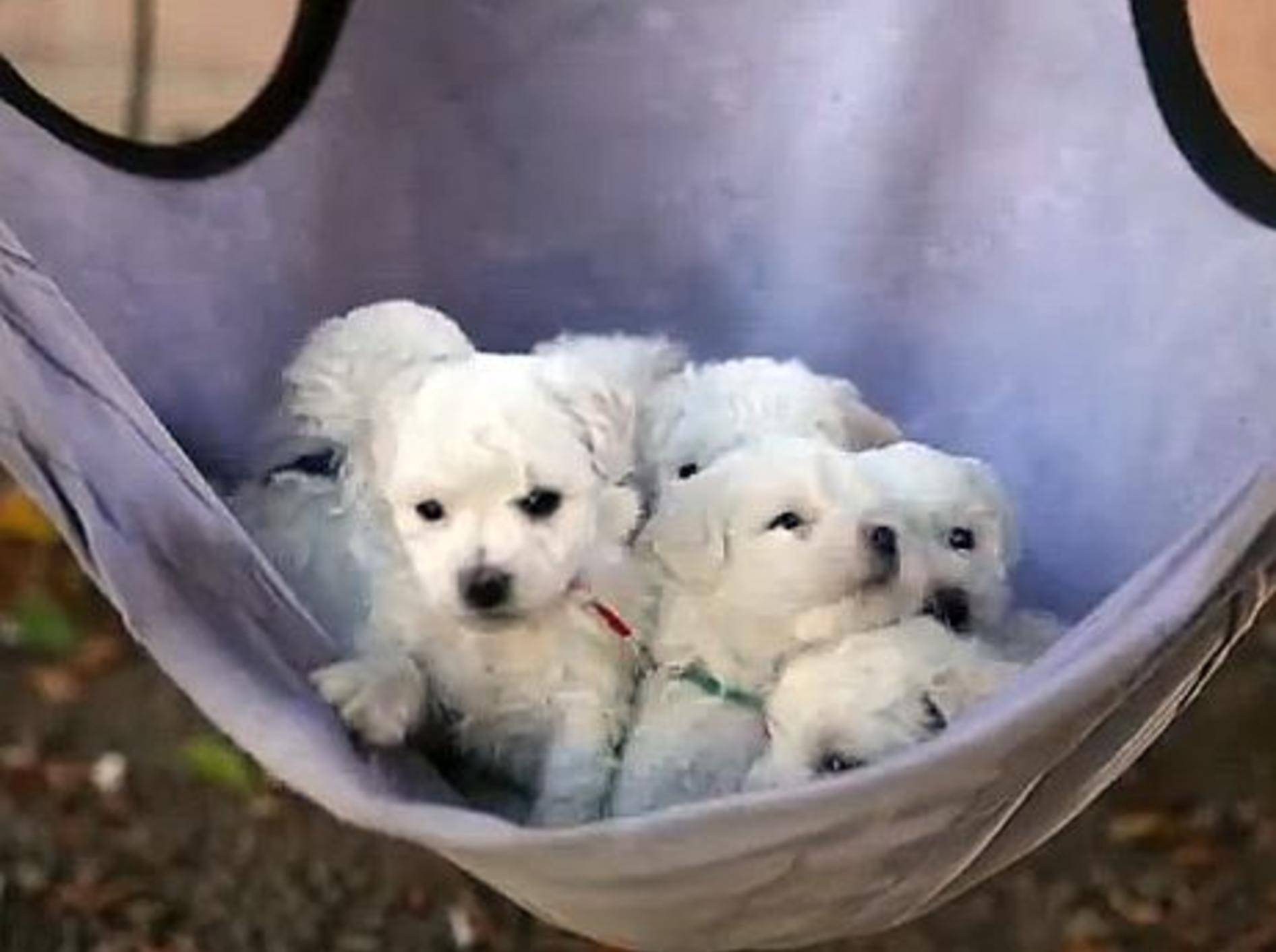 Baby-Bichons in der Hängematte – Bild: Youtube / The Pet Collective