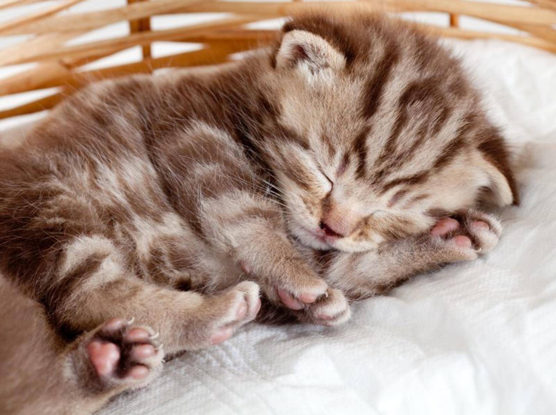 So klein und so müde: Britisch Kurzhaar mit wunderschönem Tabby Muster – Bild: Shutterstock / Oksana Kuzmina