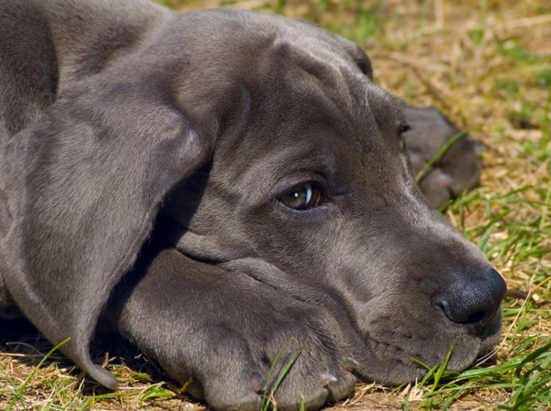 Die Deutsche Dogge ist zu Recht ein beliebter Hund. Sie ist sanft, ruhig und gutmütig – Bild: Shutterstock / Rey Kamensky