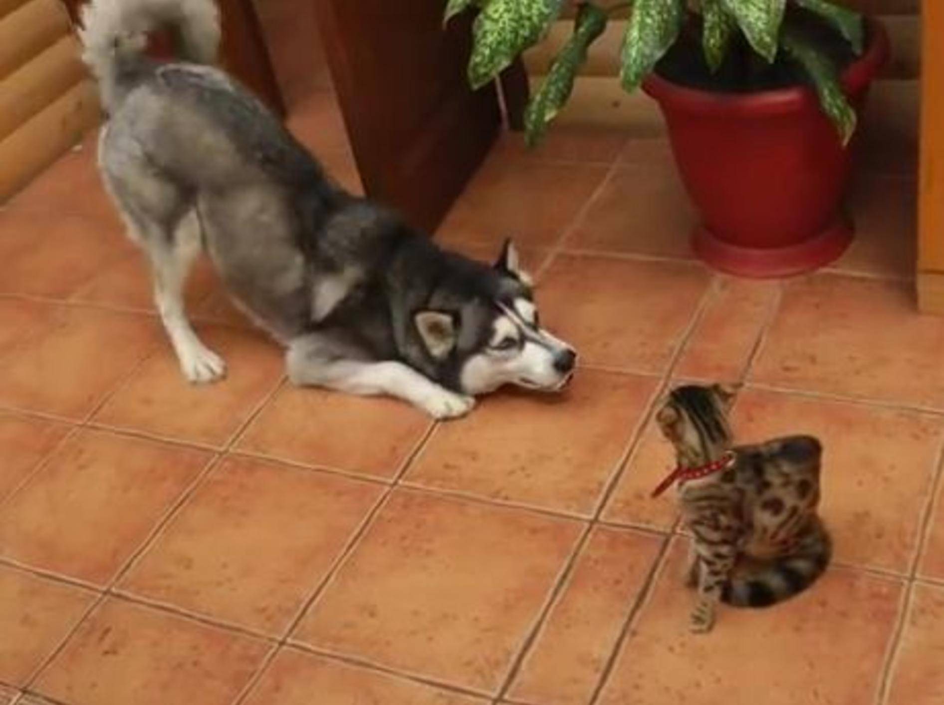 Husky bemüht sich herzallerliebst um Bengal-Katze – Bild: Youtube / eniem smol