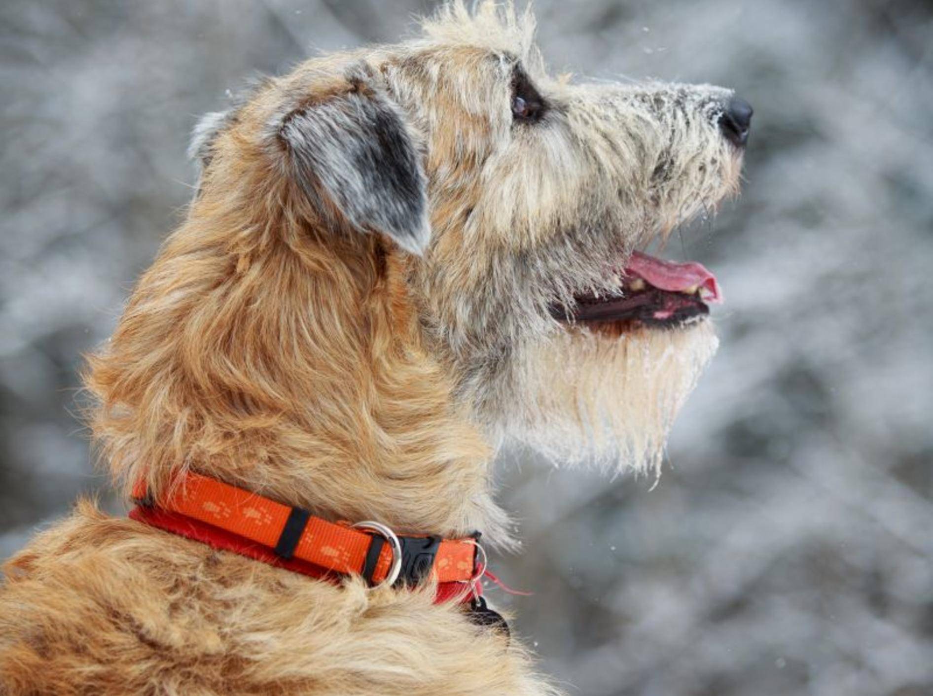 Irische Wolfshunde sind ruhig und friedlich, brauchen aber eine konsequente Erziehung – Bild: Shutterstock / DragoNika