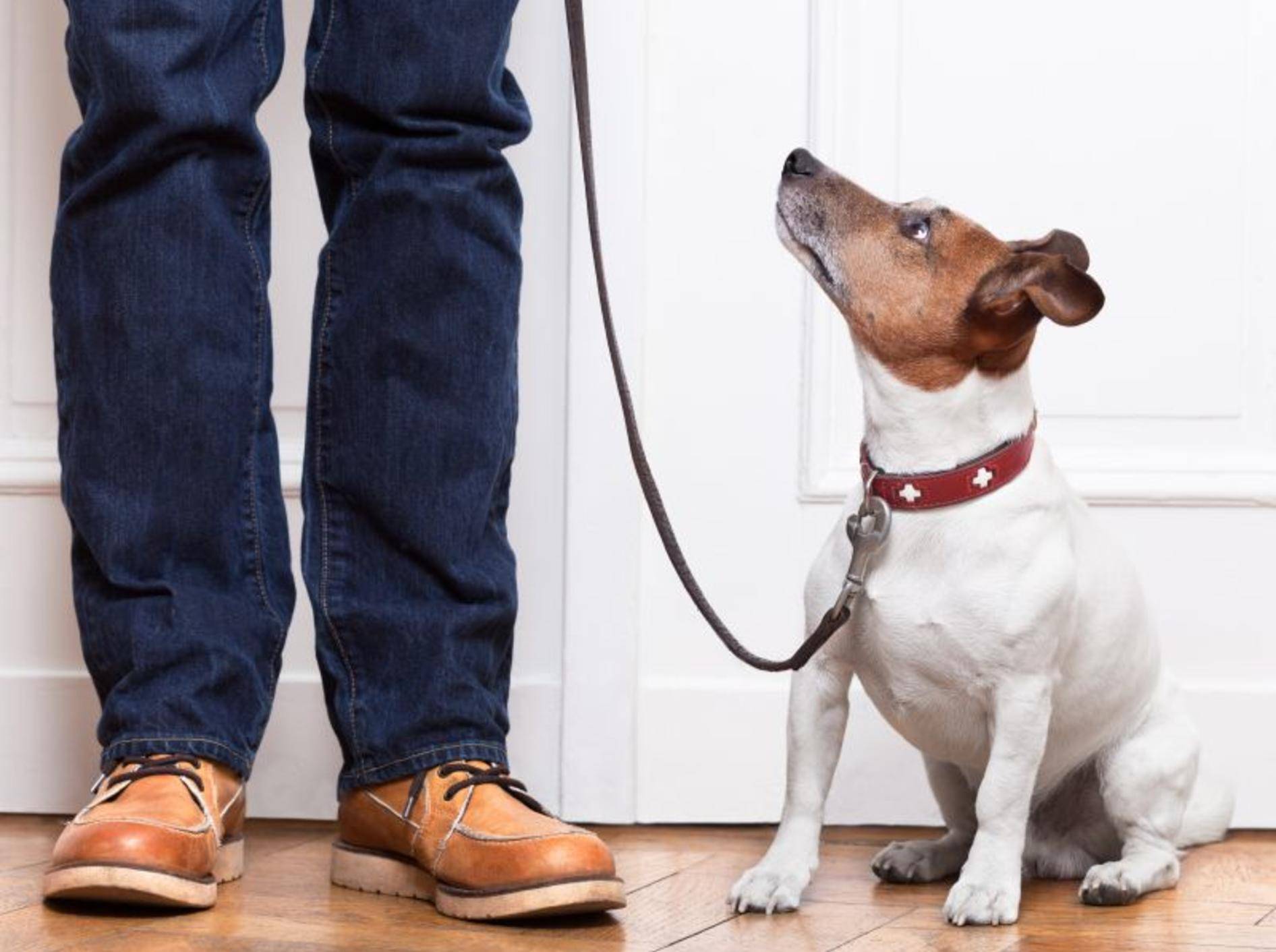 Kleine Hunde erziehen: Ein gesundes Mittelmaß ist wichtig – Bild: Shutterstock / Javier Brosch