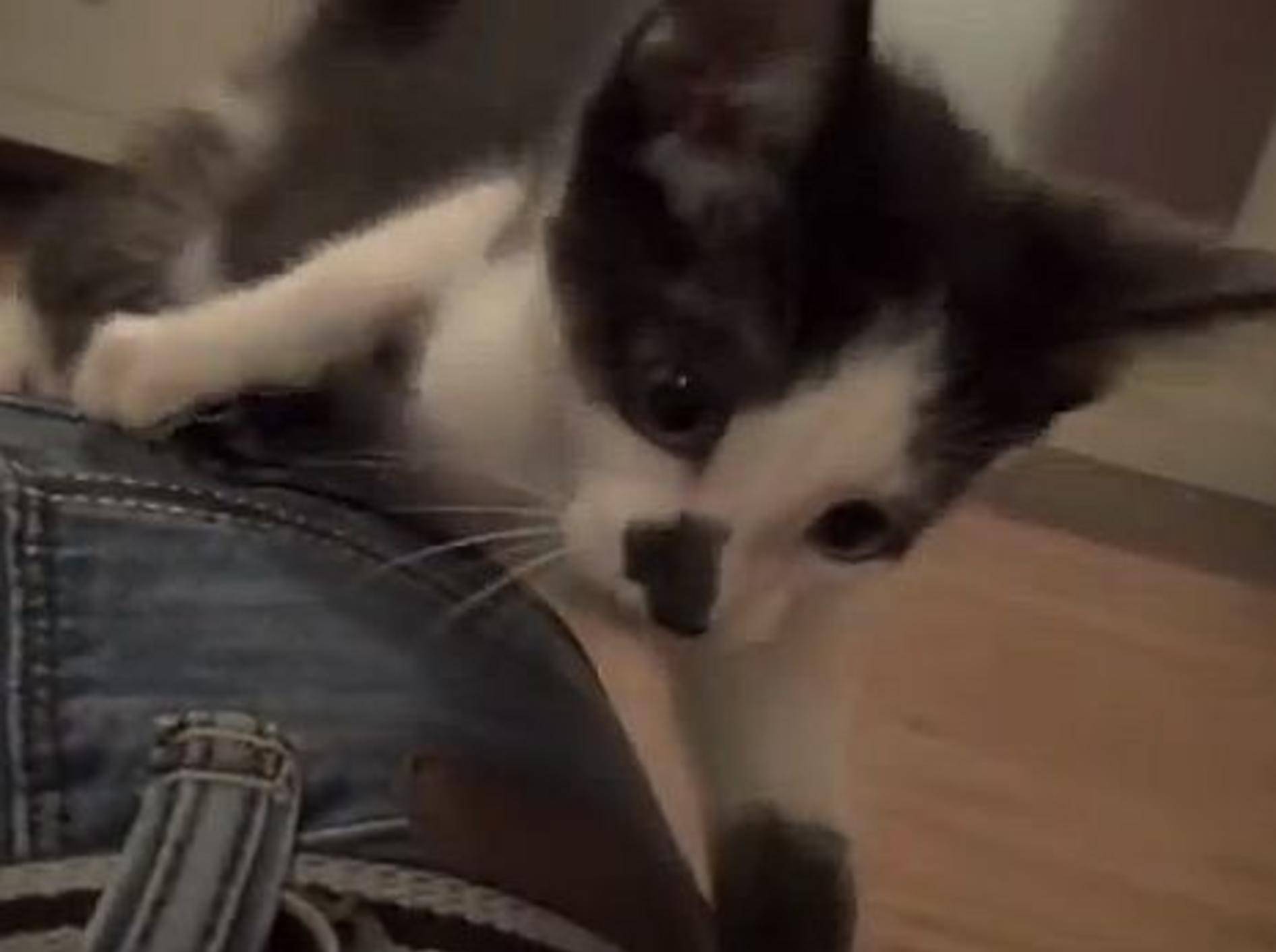 Wie Kätzchen Kodi ein neues Zuhause fand – Bild: Youtube / Sho Ko
