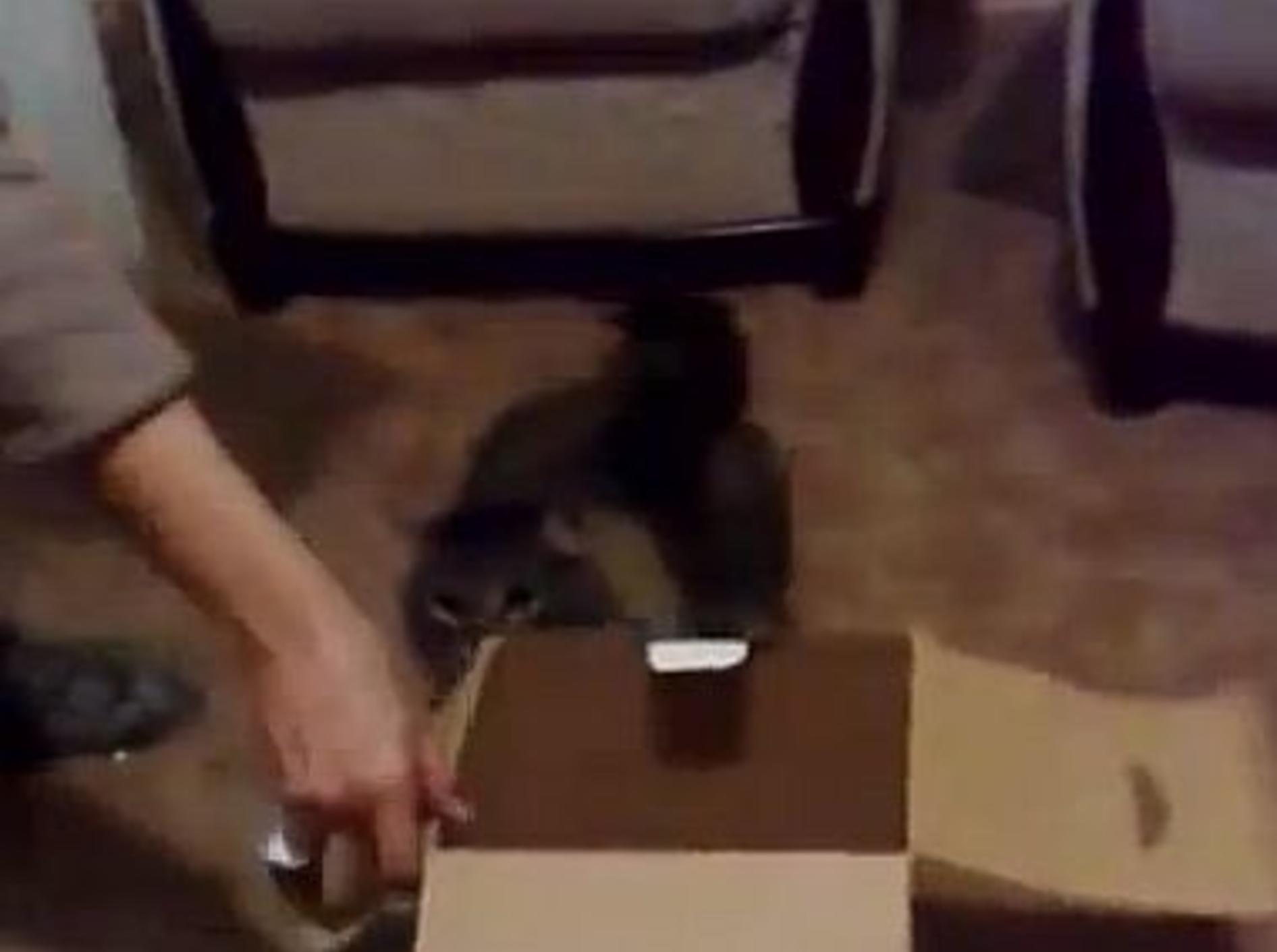 Große Katze liebt kleine Kartons – Bild: Youtube / ignoramusky