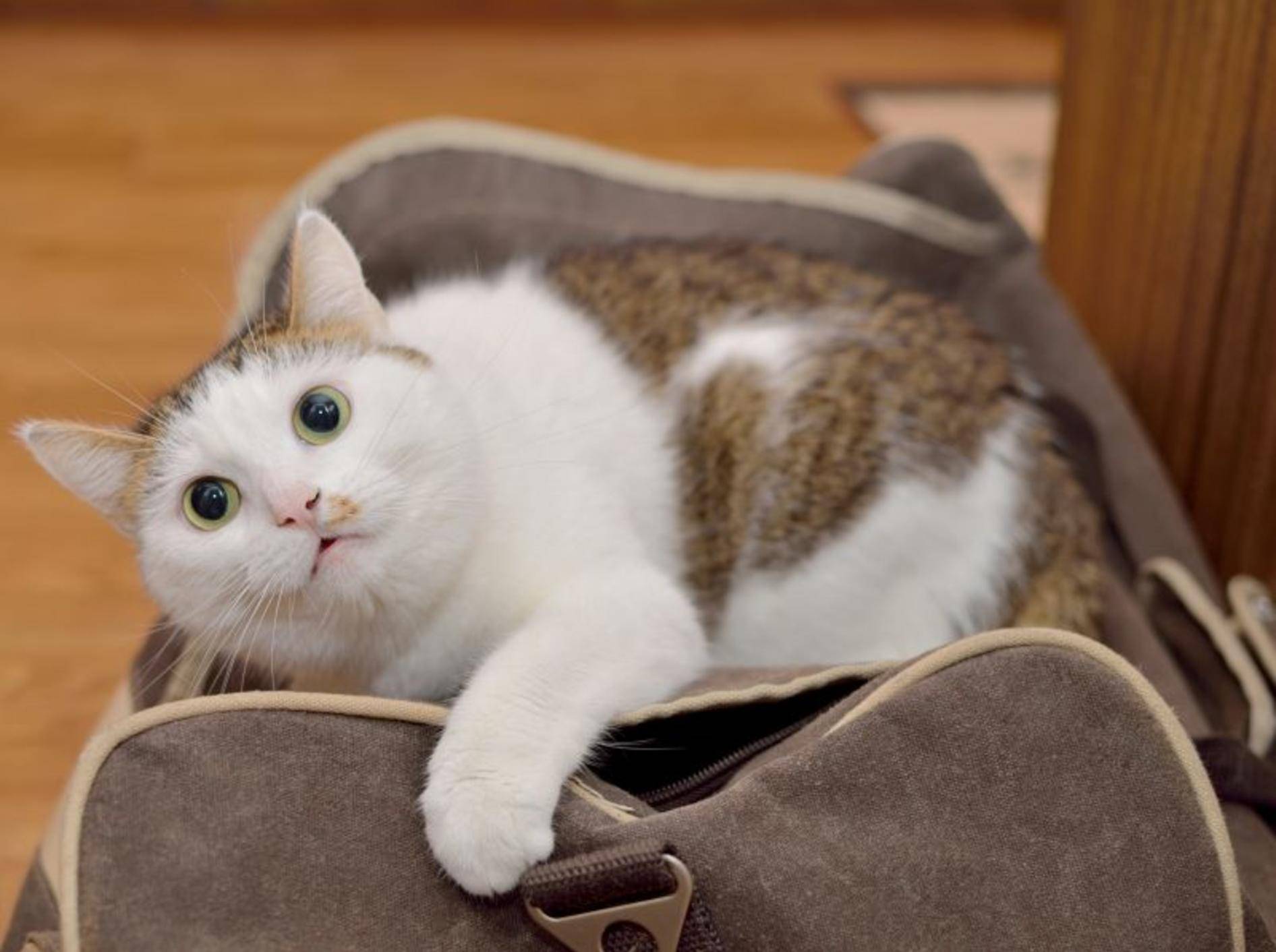 Urlaub mit oder ohne Katze? Eine schwierige Frage – Bild: Shutterstock / Nadinelle