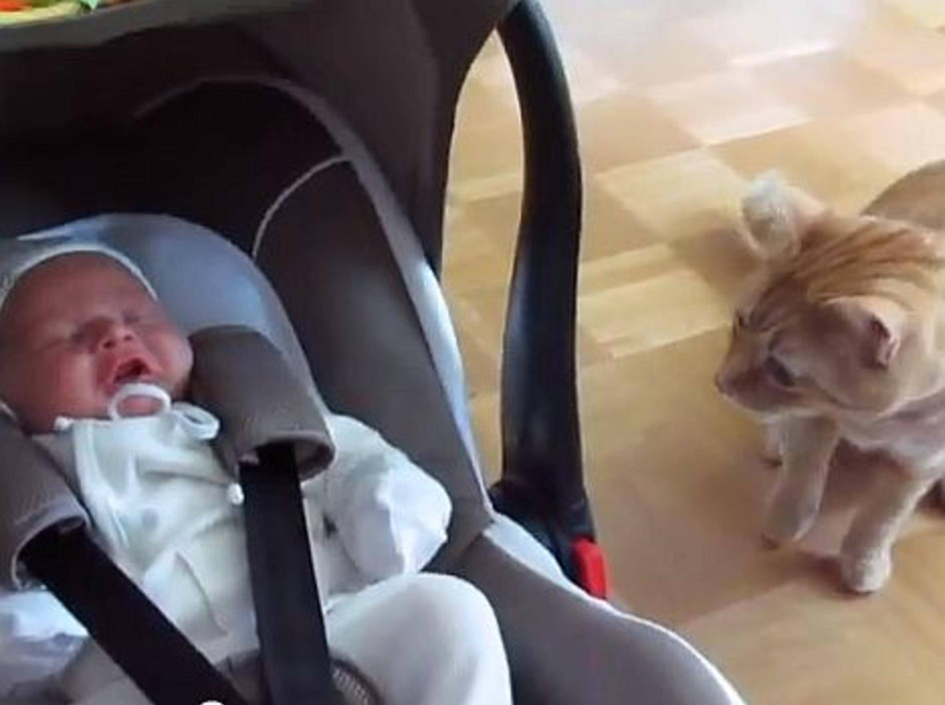 Erste Begegnungen zwischen Katzen und Babys – Bild: Youtube / Funnyplox TV