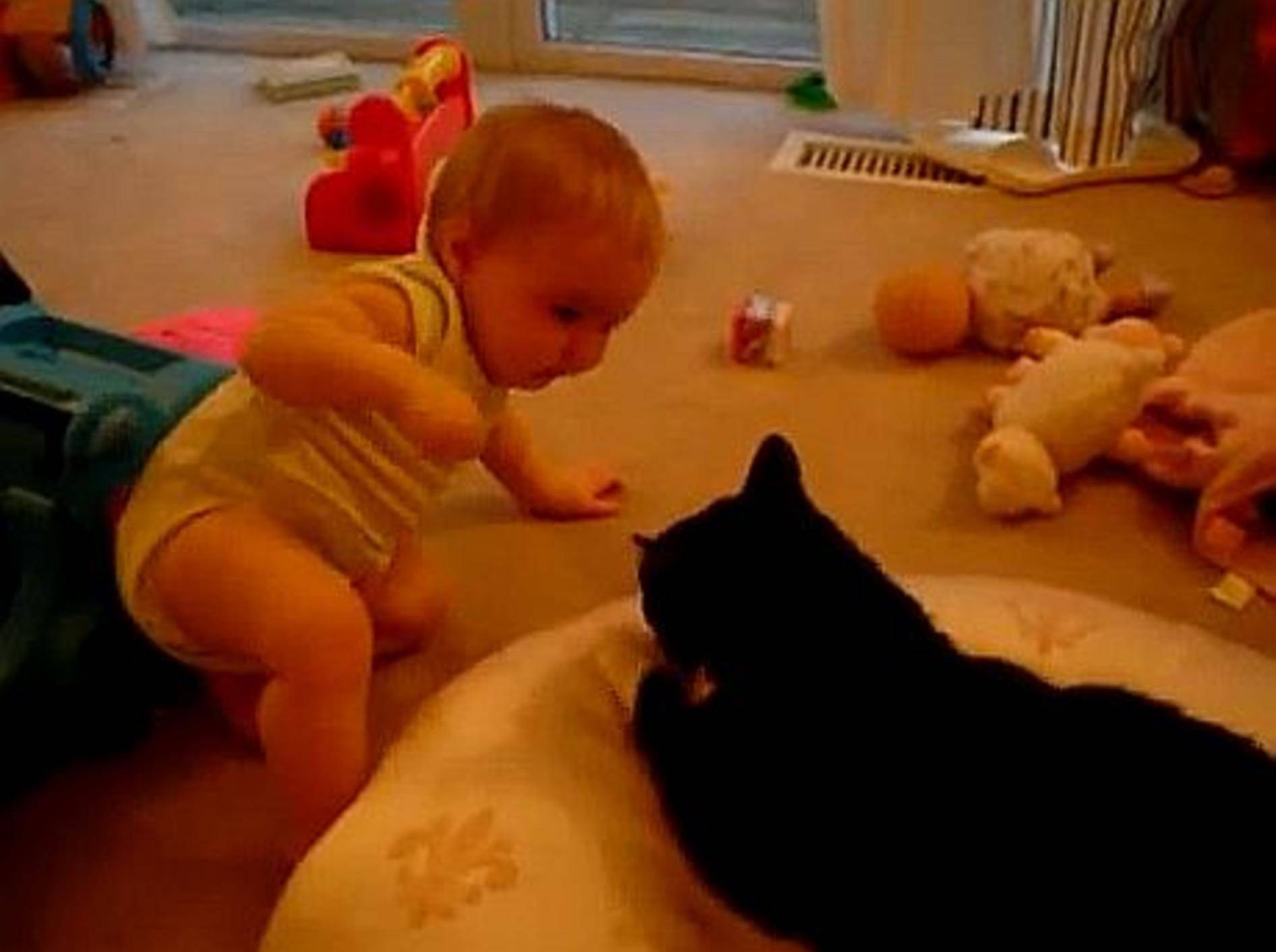 Zuckersüße Freunde: Katze und Baby – Bild: Youtube / coley513