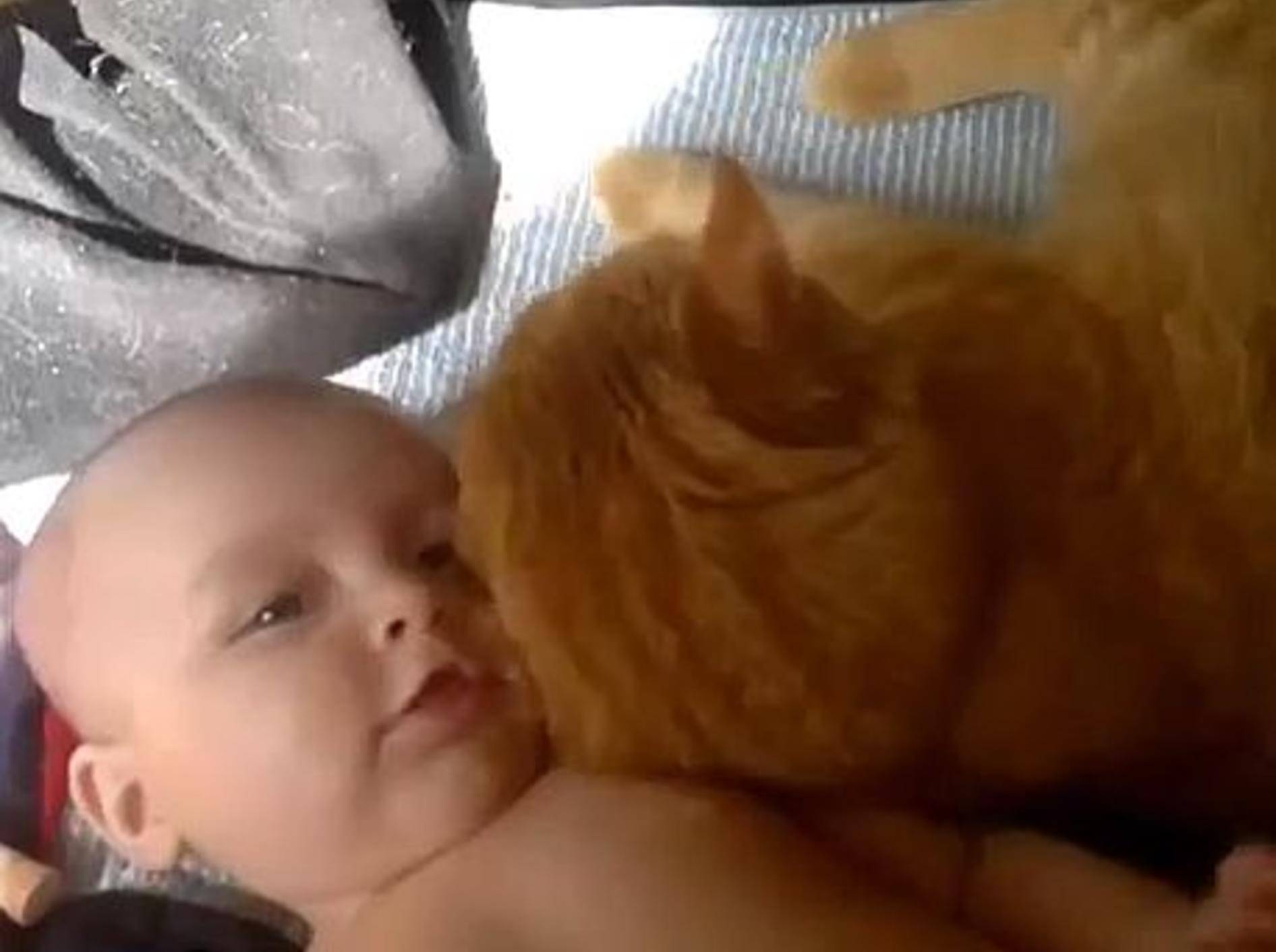 Katzen sind manchmal die besten Babysitter – Bild: Youtube / Funnyplox TV