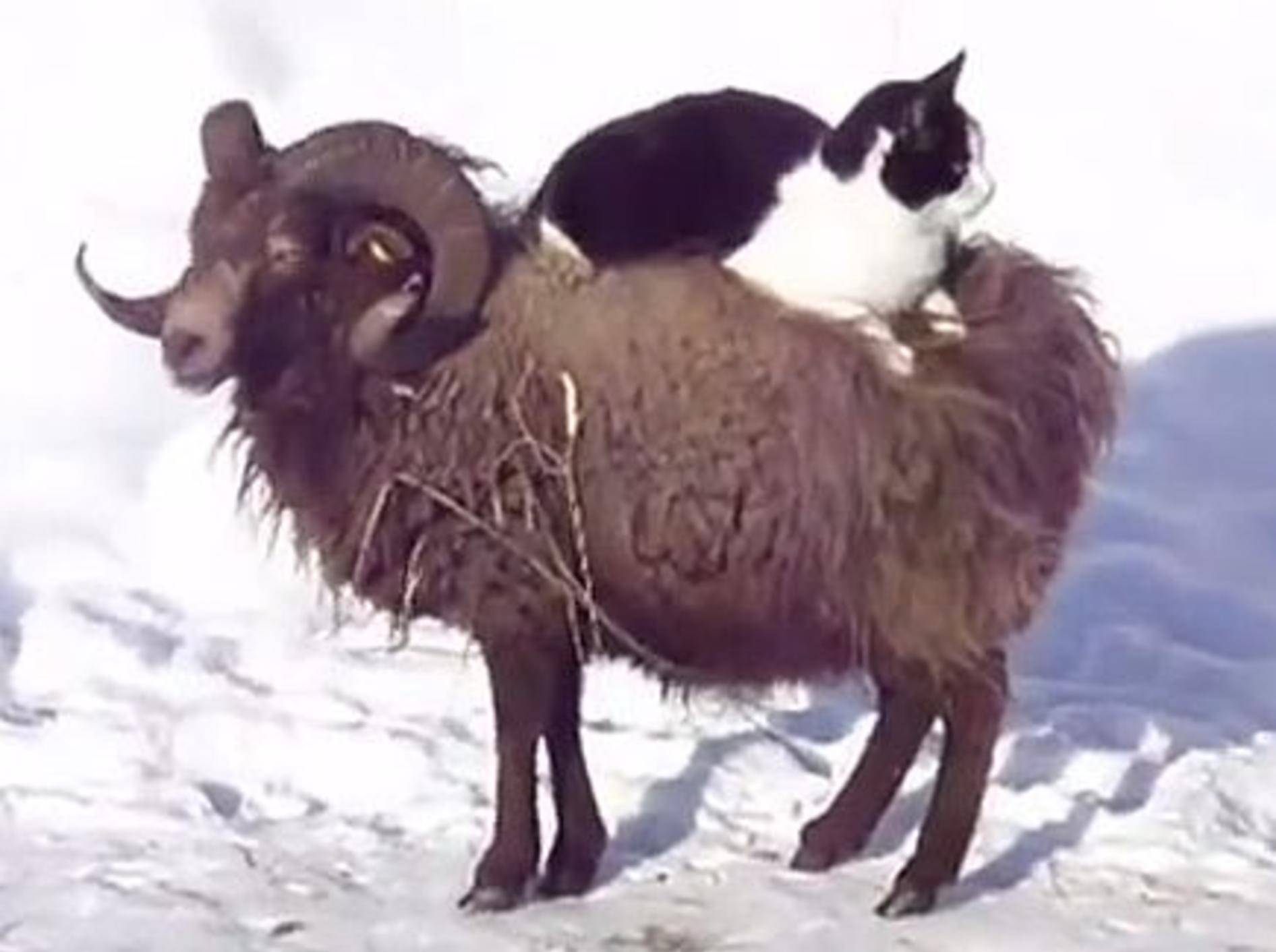 Bezaubernd: Katze nimmt ein Schafs-Taxi – Bild: Youtube / onecatvideoaday