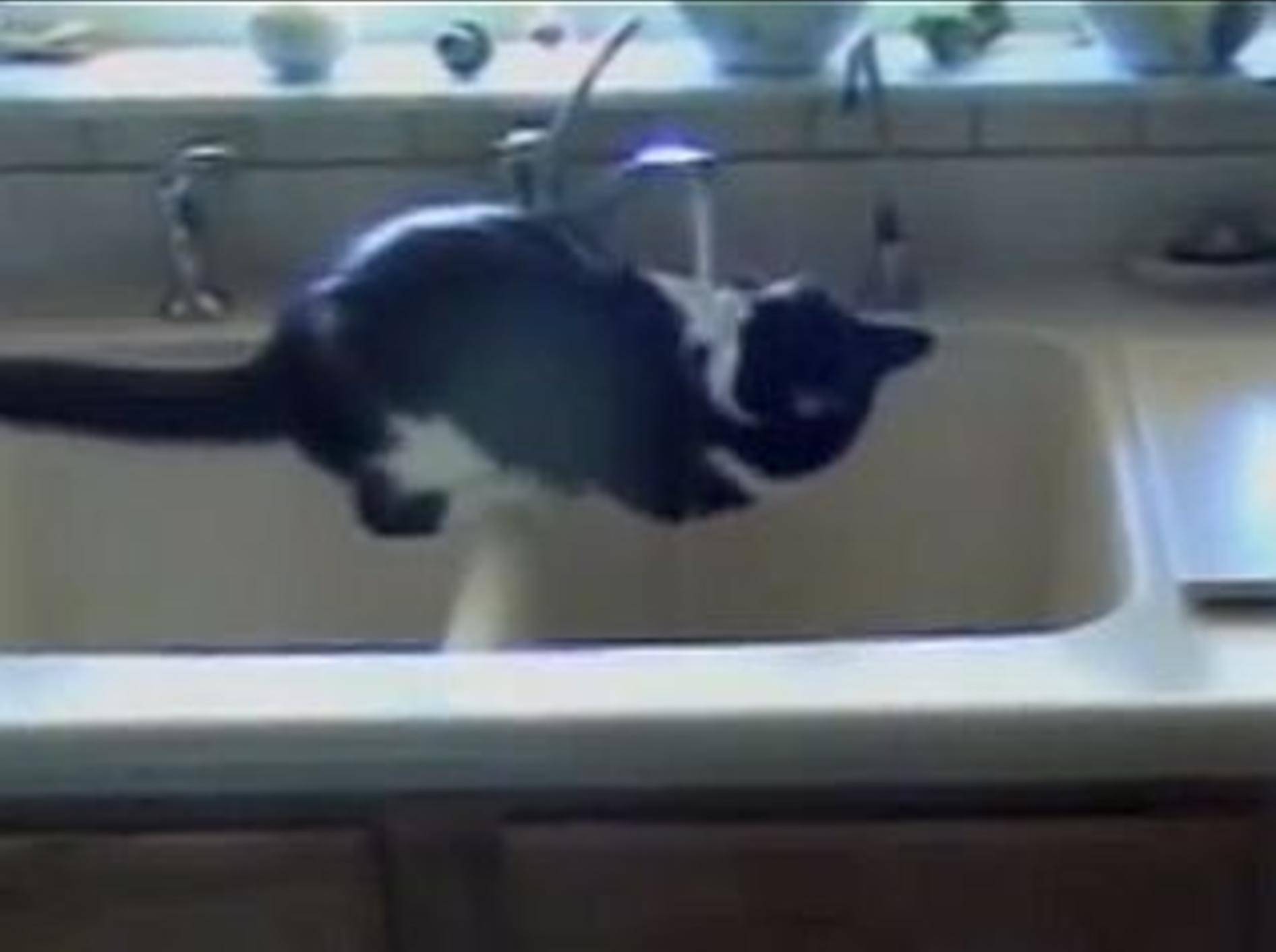 Mutiges Kätzchen hat Wasserspaß im Waschbecken – BIld: Youtube / PetTubedotcom