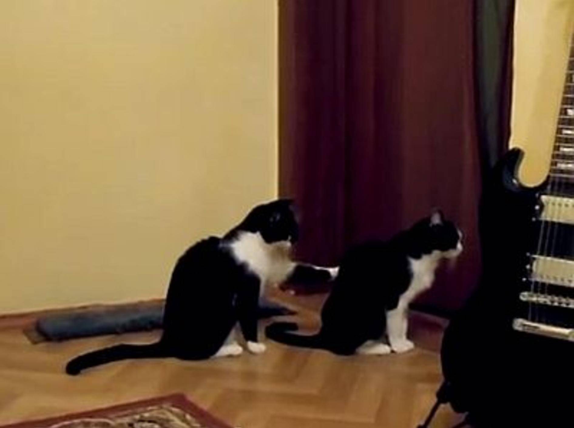 Lustige Katze versucht sich zu entschuldigen – Bild: Youtube / LonelyAtma