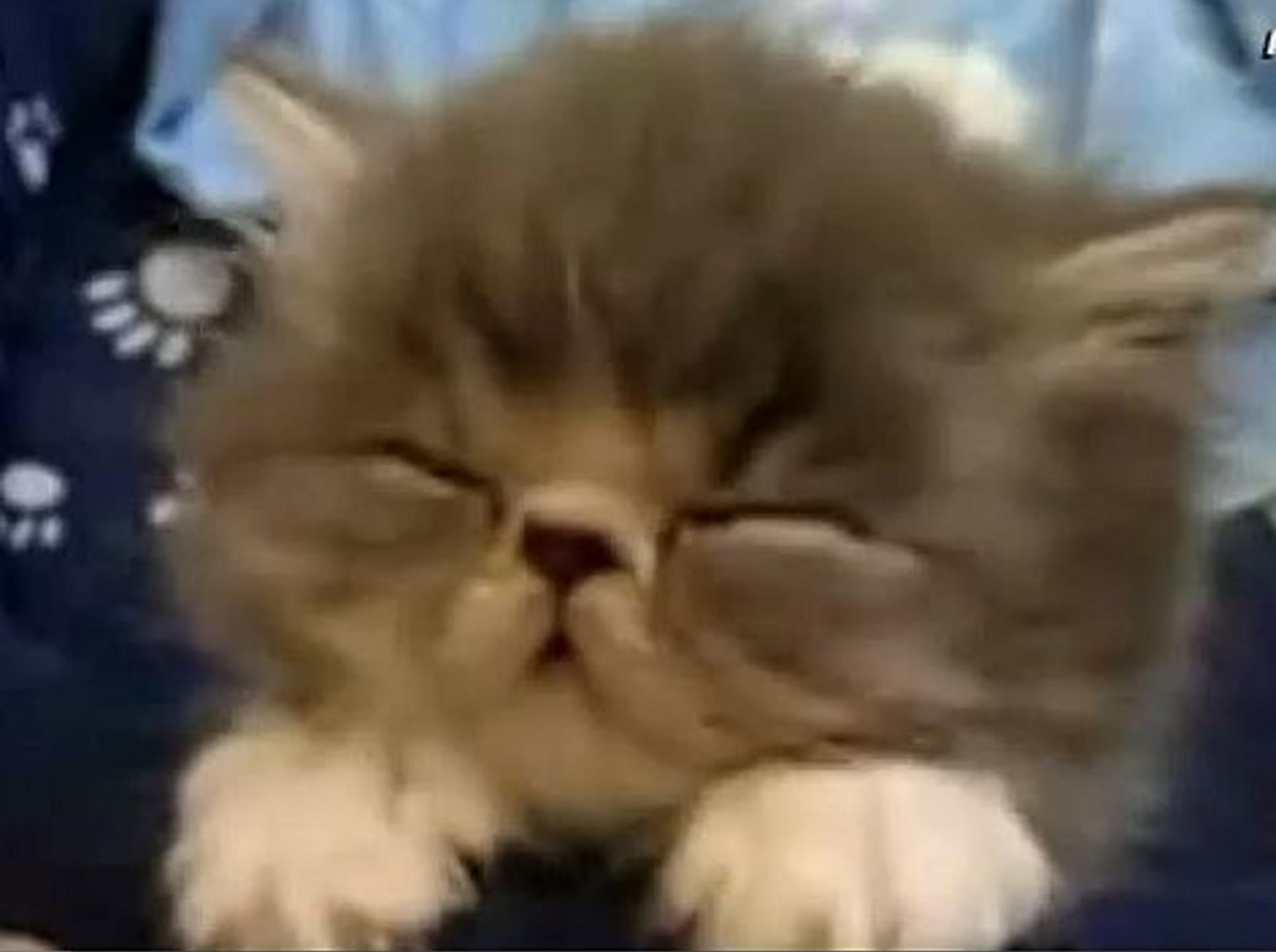 Videozusammenstellung: Die müdesten Katzenbabys der Welt – Bild: Youtube / mihaifrancu