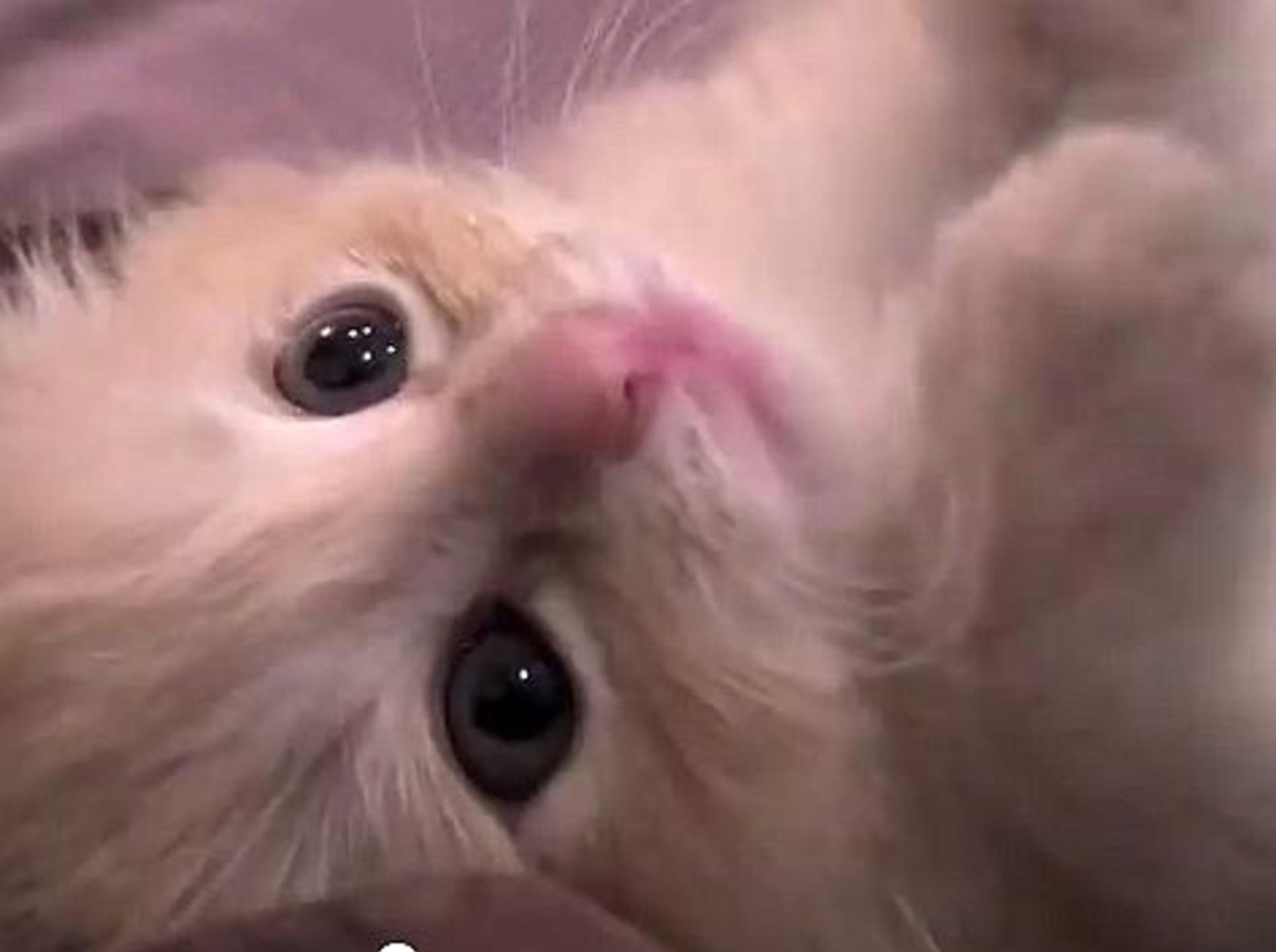 Rotes Katzenbaby ist ein bisschen kitzelig – Bild: Youtube / chibudgielvr