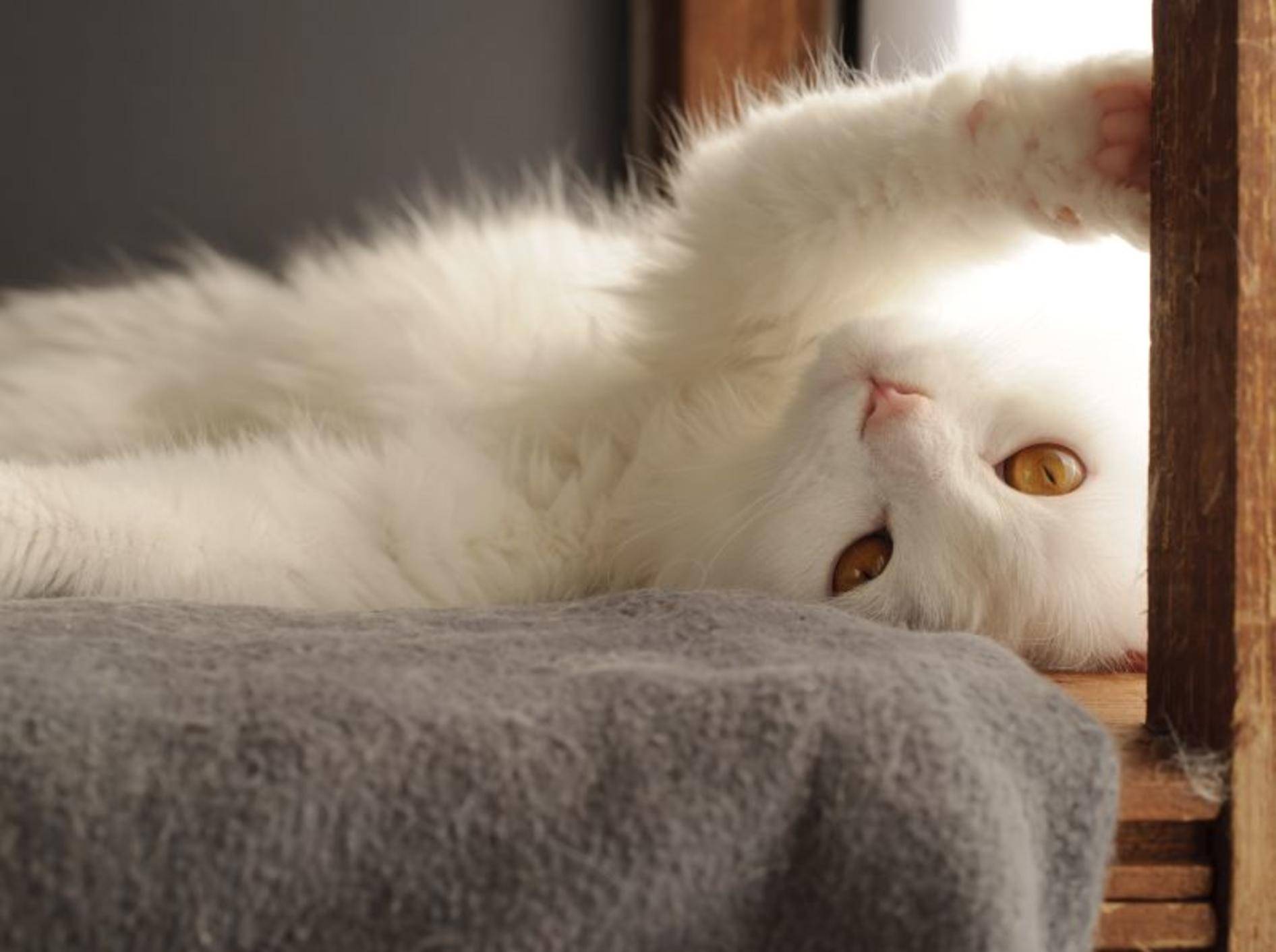 Schnurr, schnurr, schnurr: Wie macht die Katze das eigentlich? – Bild: Shutterstock / Dreambig