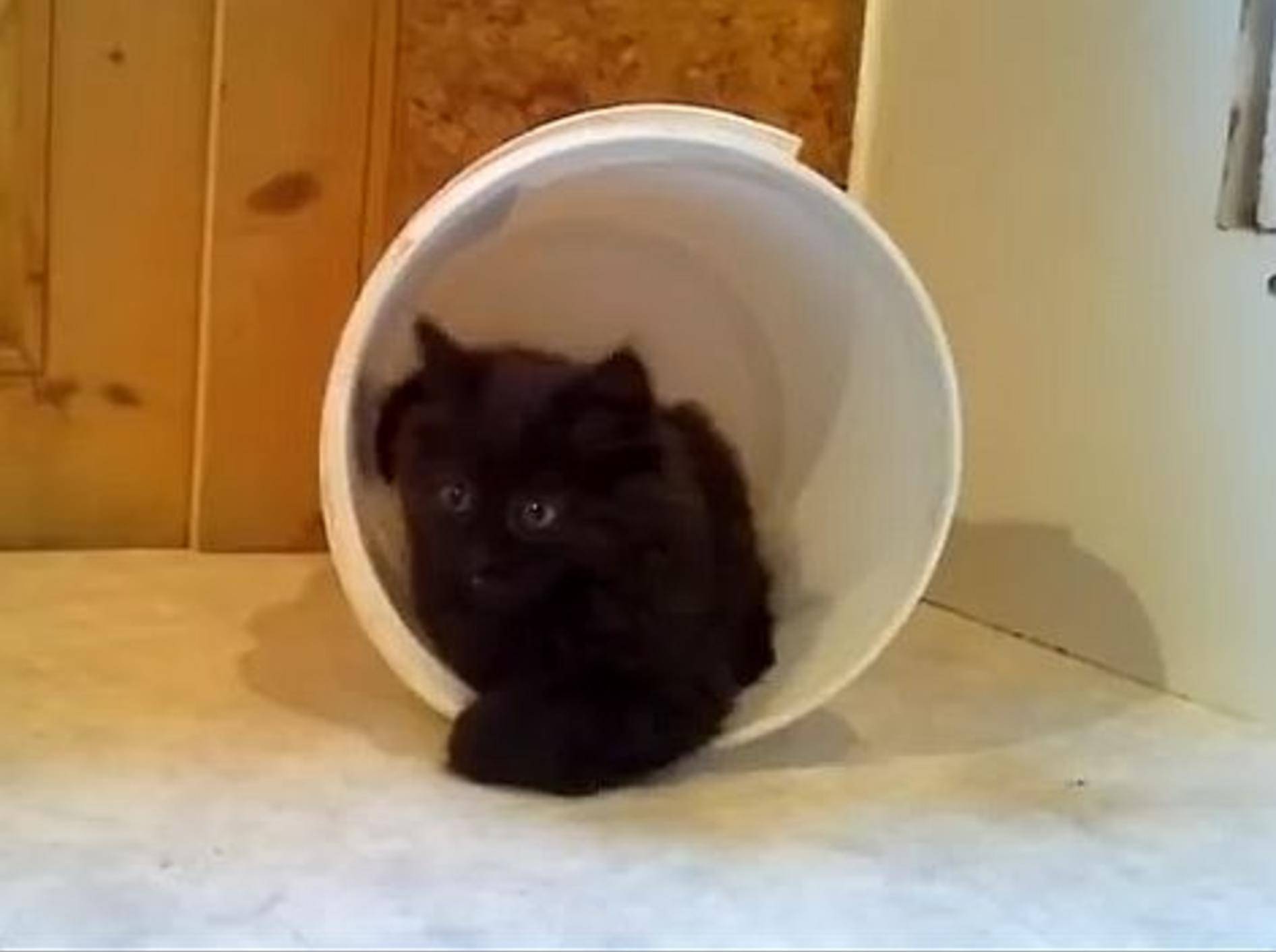 Katzenbaby spielt im Eimer: "Das macht Spaß!!!" – Bild: Youtube / Mirjam Kaiser