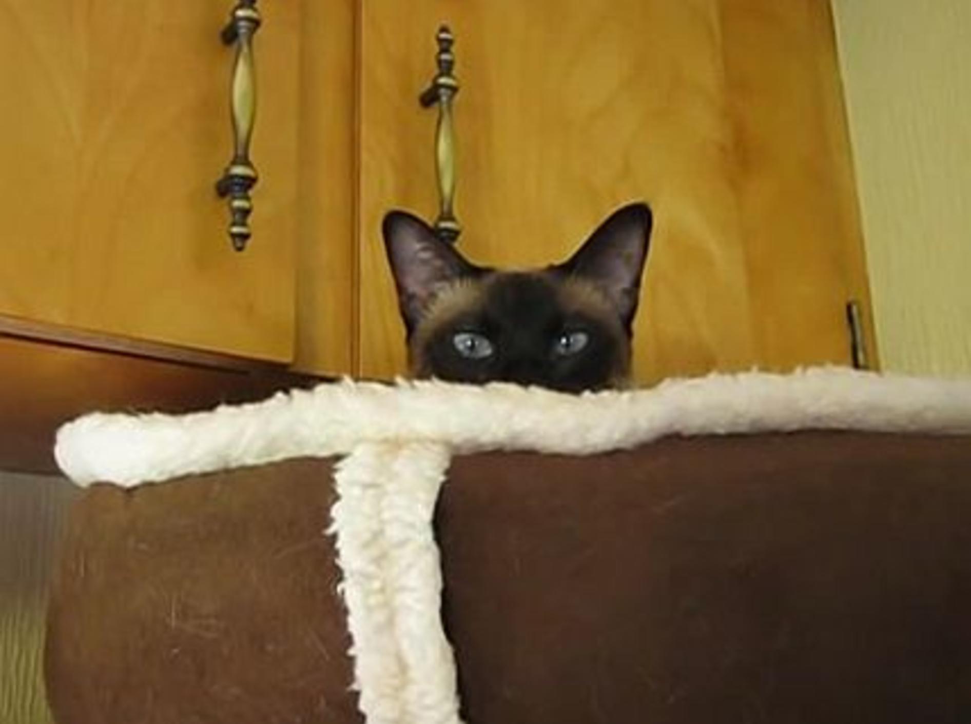 Immer bereit für ein Pläuschchen: Die Siam-Katze – Bild: Youtube / Tania DeViller