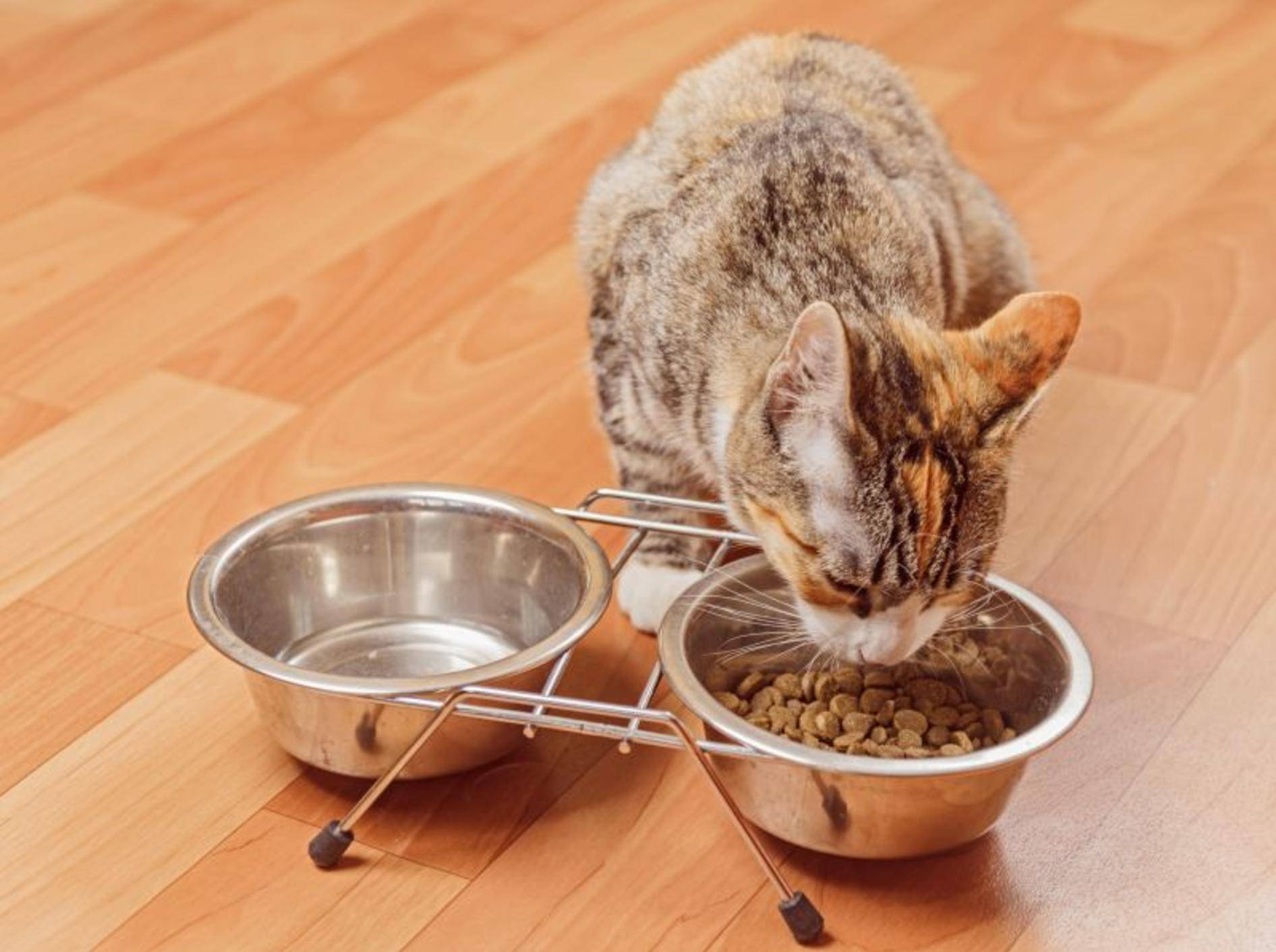 Mit Nahrungsergänzung kann die Katze im Fellwechsel unterstützt werden – Bild: Shutterstock / Poprotskiy Alexey