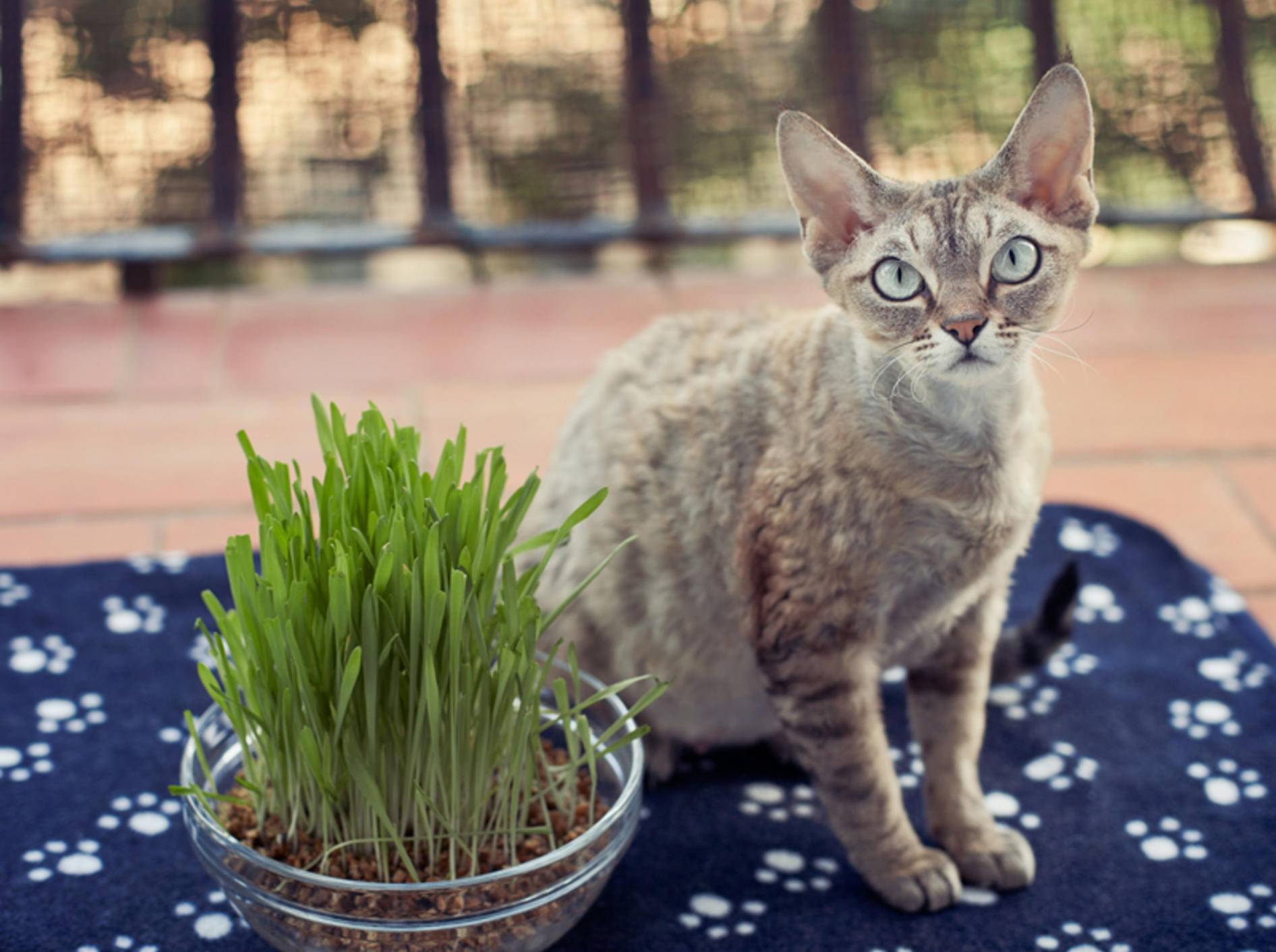 Viermal gesundes Katzengras für Ihren Stubentiger – Bild: Shutterstock / Veera