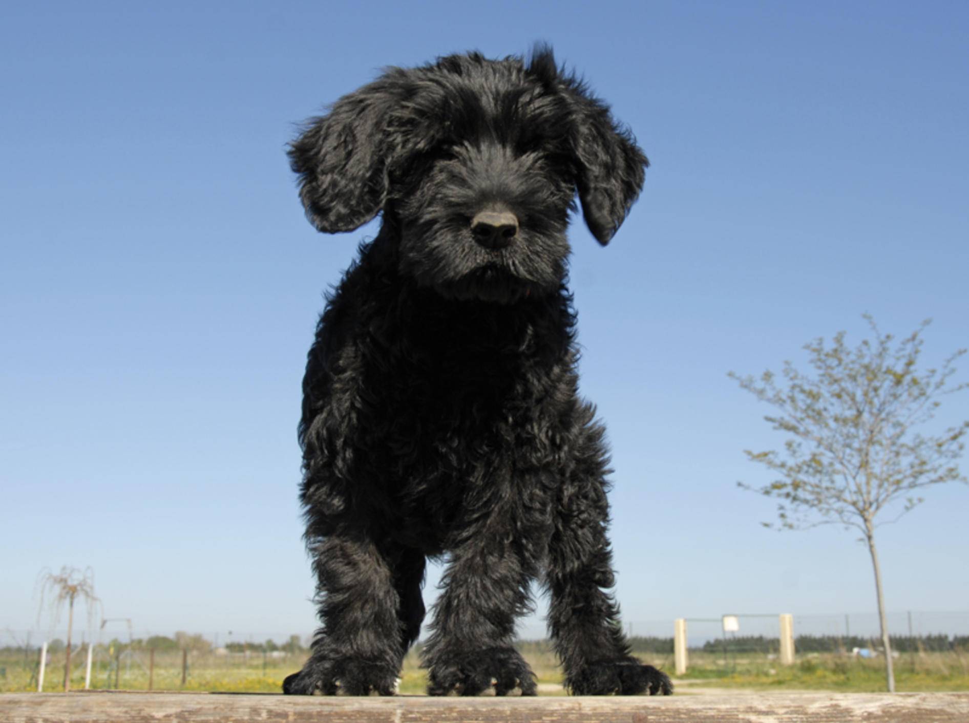 Spanischer Wasserhund Perro De Agua Espanol Perro Nord Spanische Wasserhund Welpen In 2020 Spanischer Wasserhund Spanisch Hunde