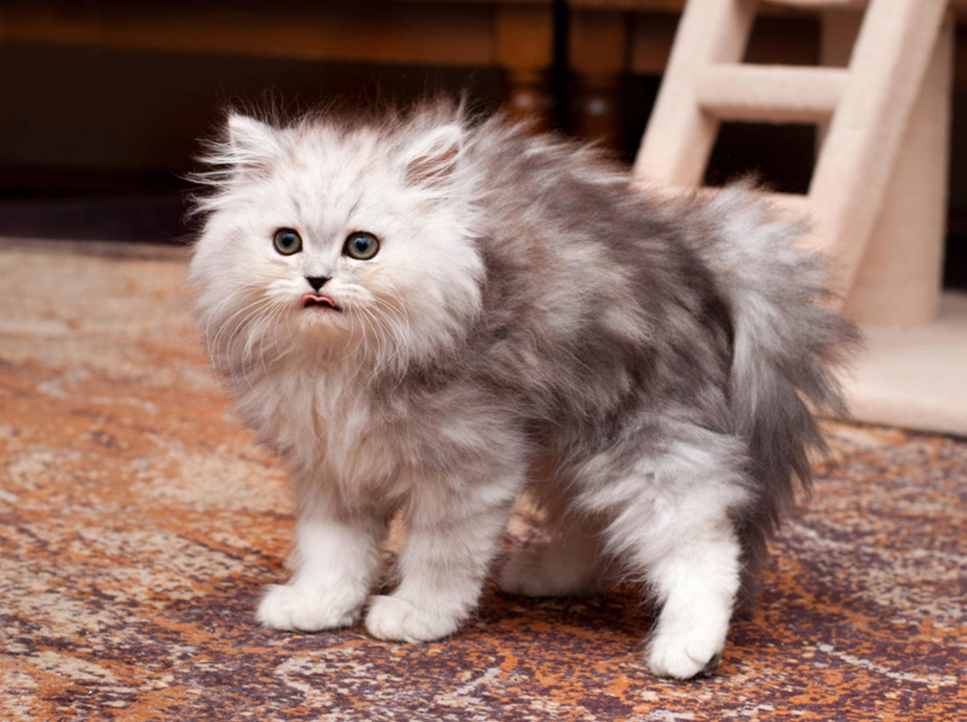 Wenn die Katze scheu ist: Mögliche Gründe – Bild: Shutterstock / Trybex
