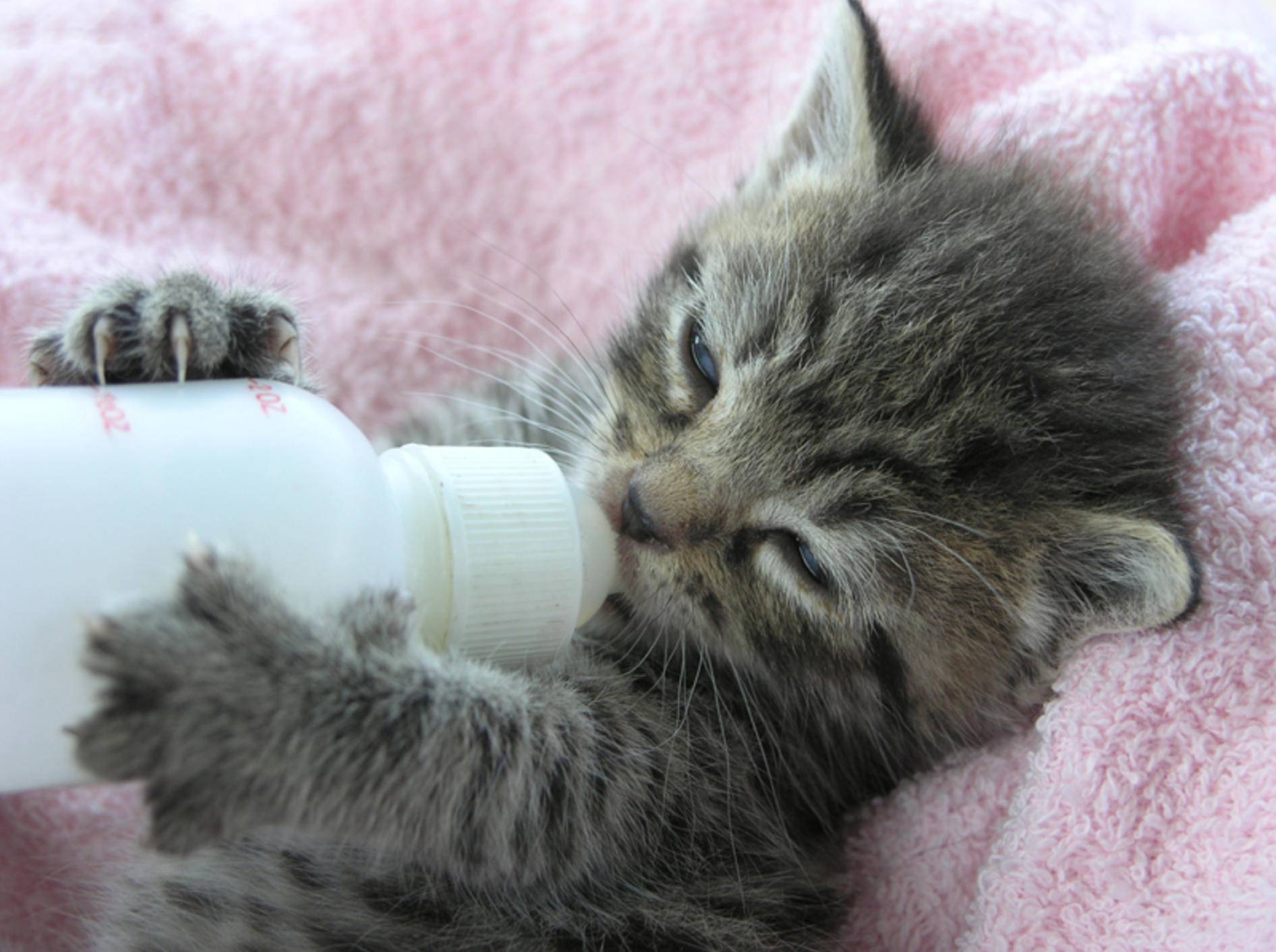 Das kleine getigerte Kätzchen kann seine Flasche schon ganz alleine halten! – Bild: Shutterstock / Margo Harrison