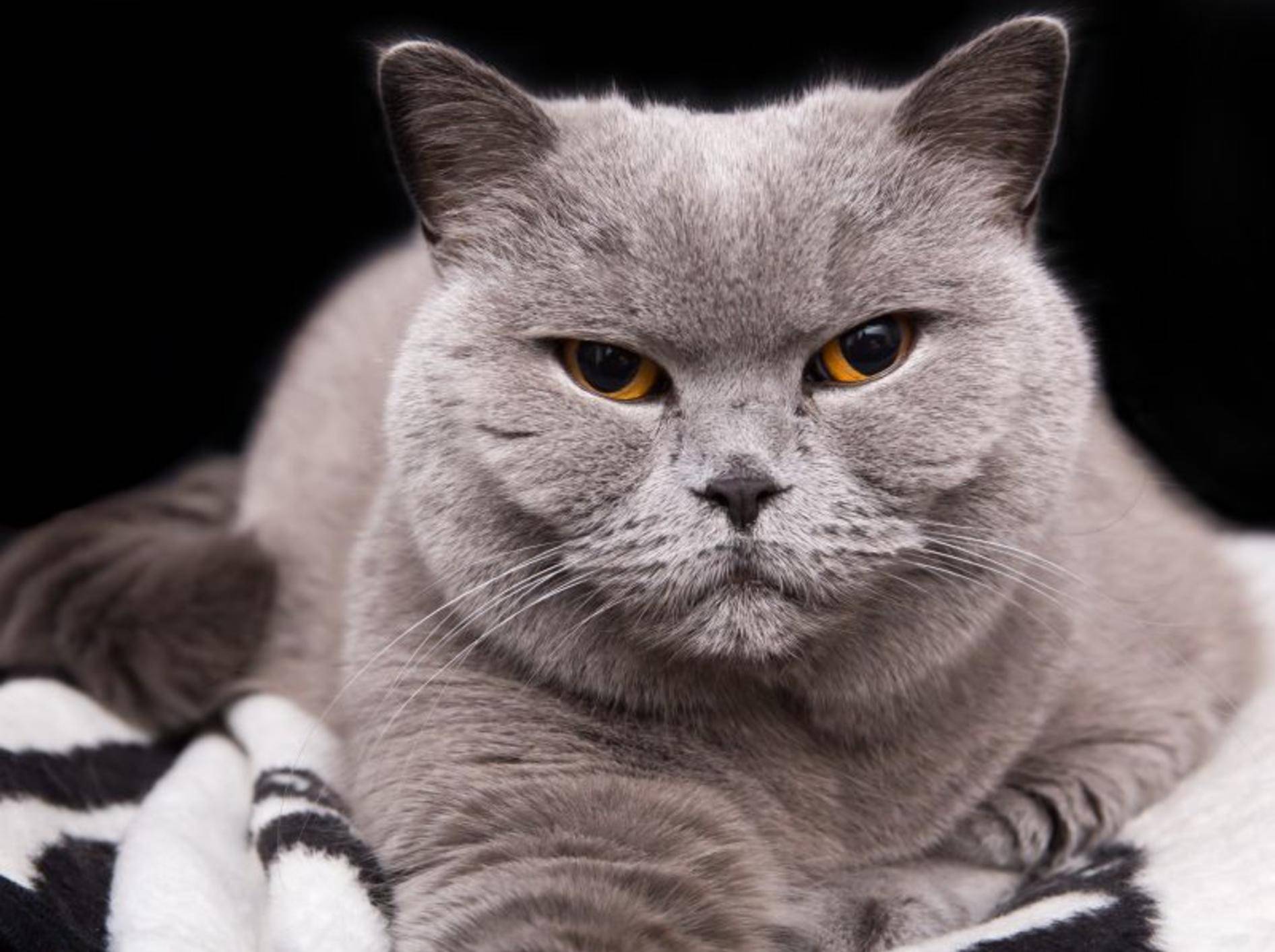 Für eine alte Katze ist vieles nicht mehr ganz so leicht – Bild: Shutterstock / Maciej Czekajewski