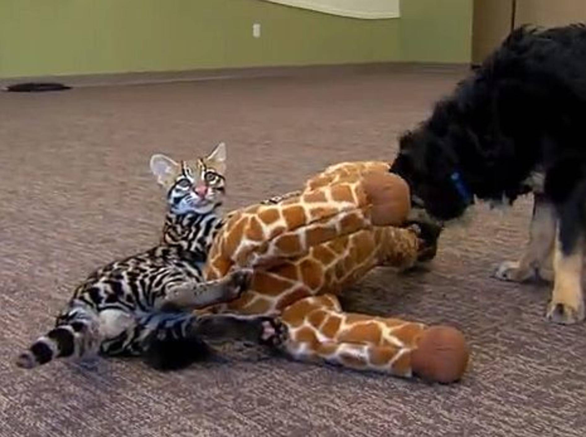 Baby-Ozelot spielt mit seinem Hundekumpel – Bild: Youtube / The Cincinnati Zoo & Botanical Garden