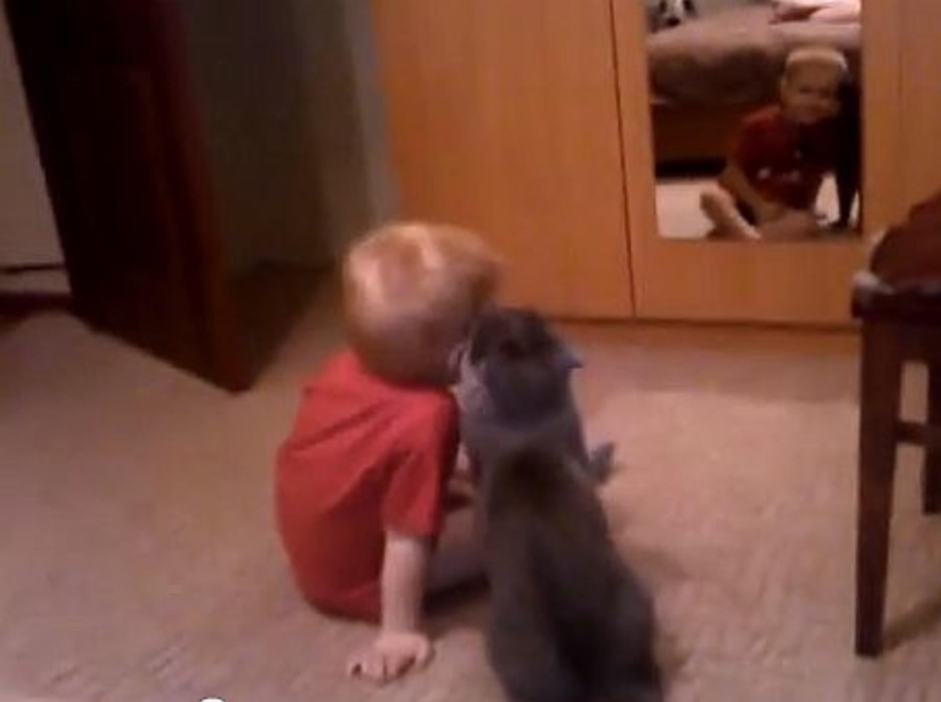 Kuschelkatze zeigt ihren allerbesten Freund – Bild: Youtube / MsArvensis