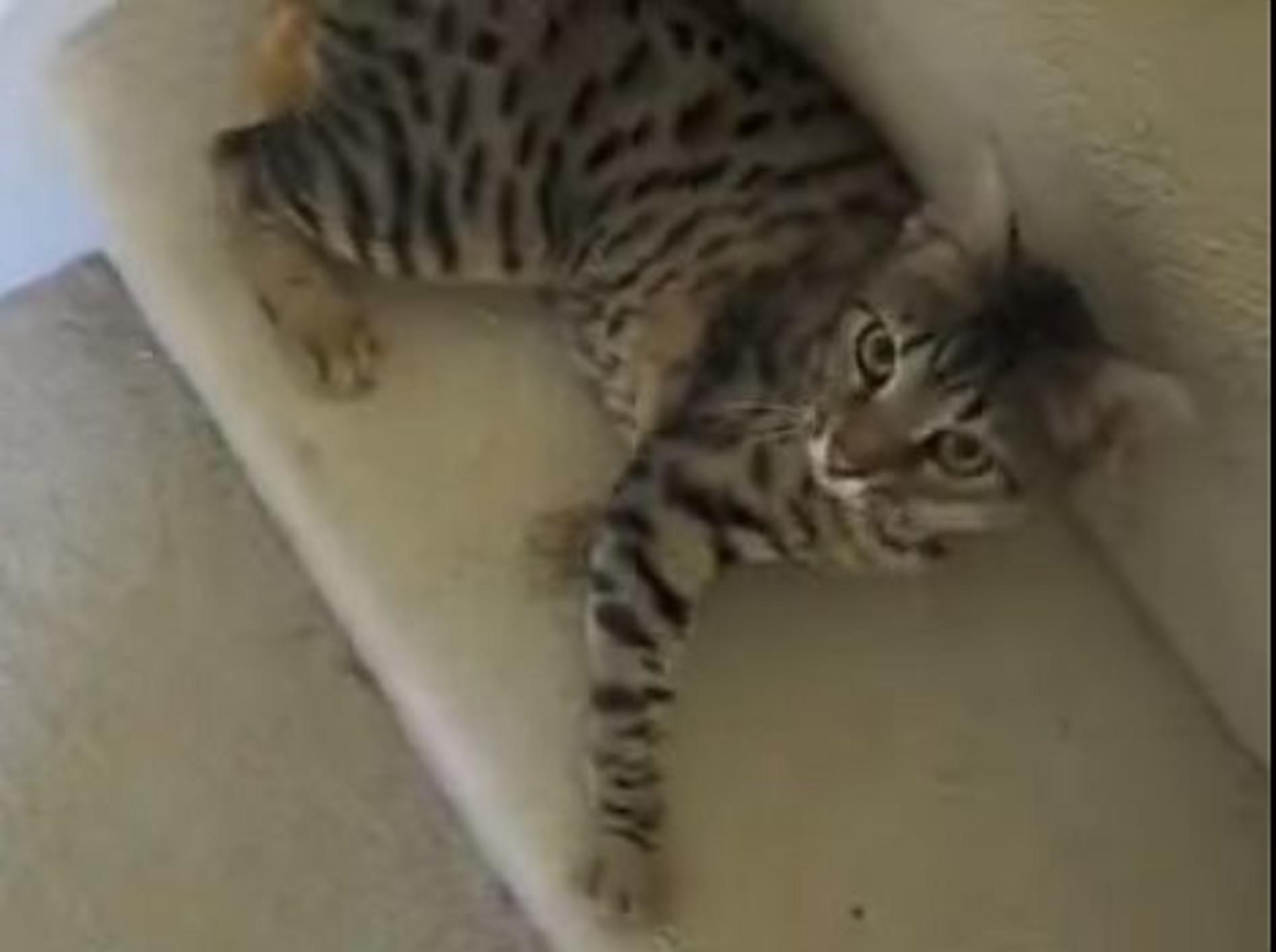 Bengal-Katze zeigt: Treppensteigen für Faule – Bild: Youtube / TheMrs777