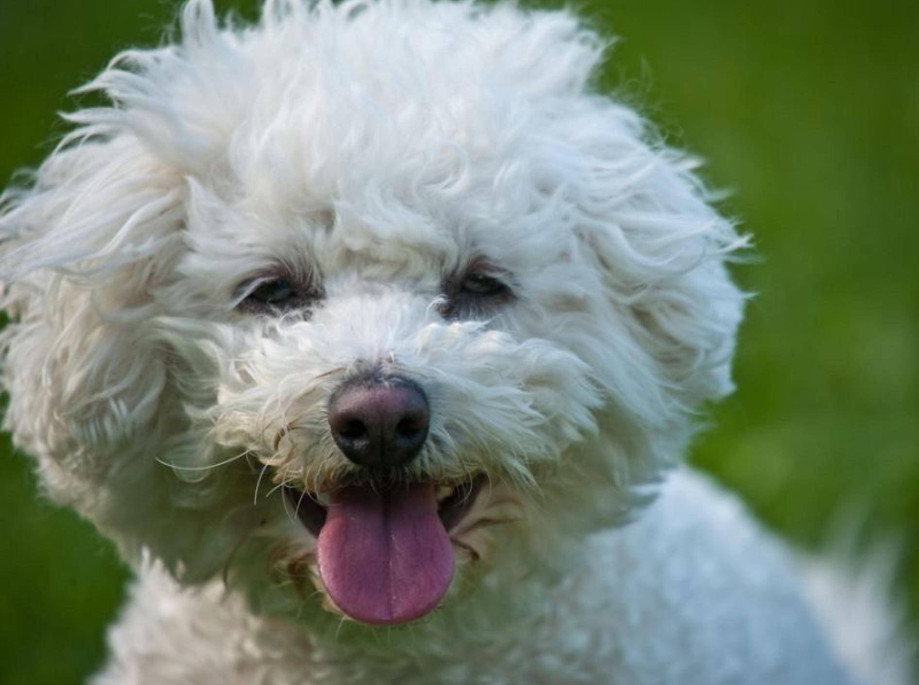 Man sieht es auf den ersten Blick: Der Bichon Frisé ist ein freundlicher kleiner Hund – Bild: Shutterstock / Tomas-Picka