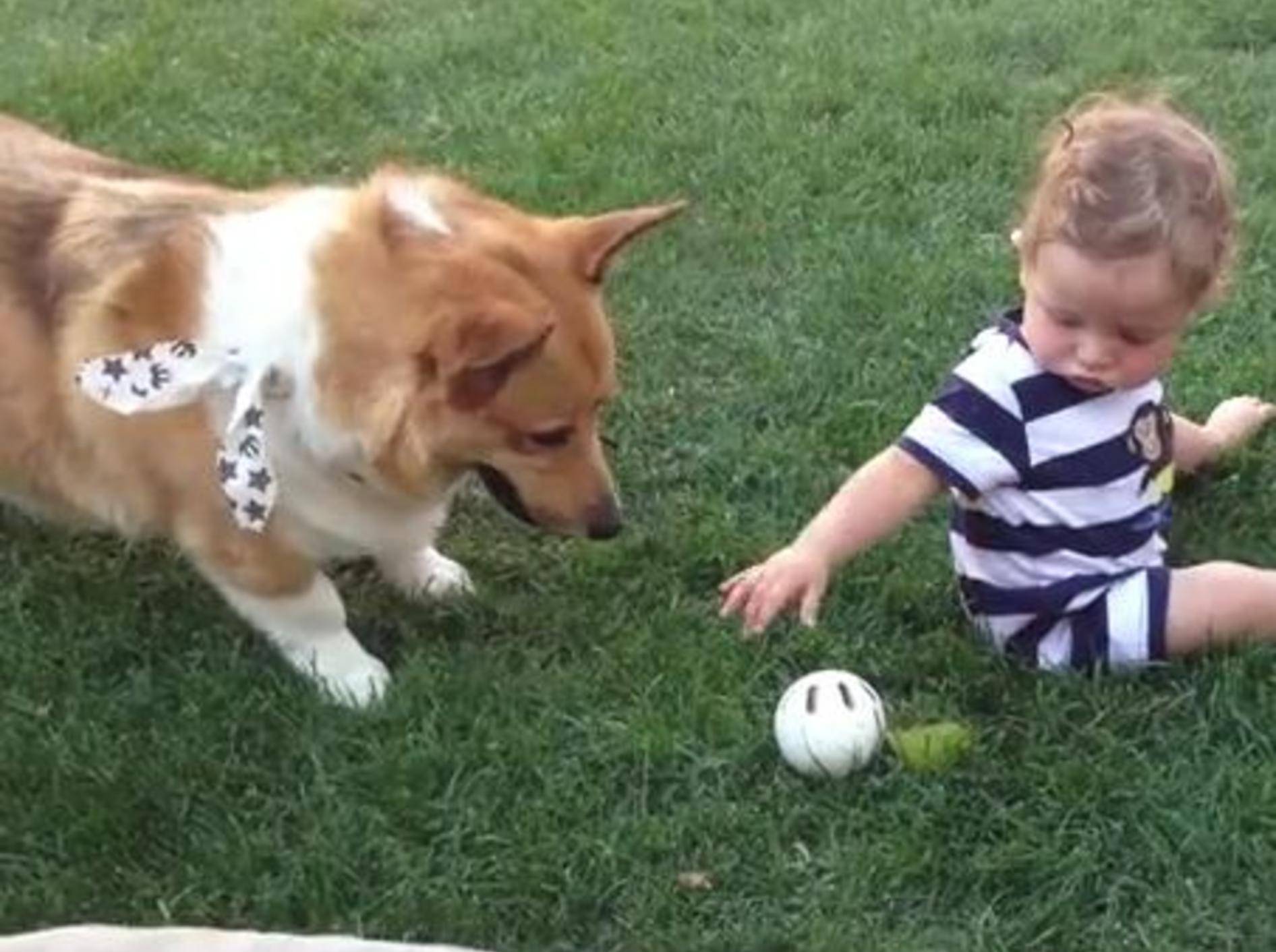 Ballspielen mit dem geduldigsten Hund der Welt – Bild: Youtube / Amy Slack