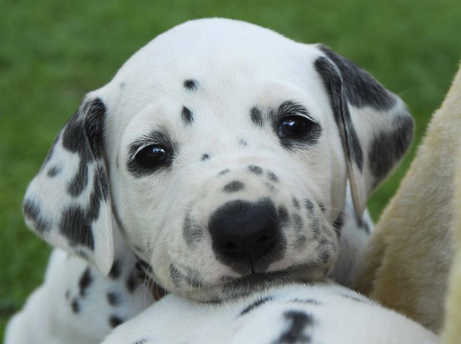 Dalmatiner sind tolle Hunde, die einen erfahrenen Besitzer brauchen – Bild: Shutterstock / Bildagentur Zoonar GmbH