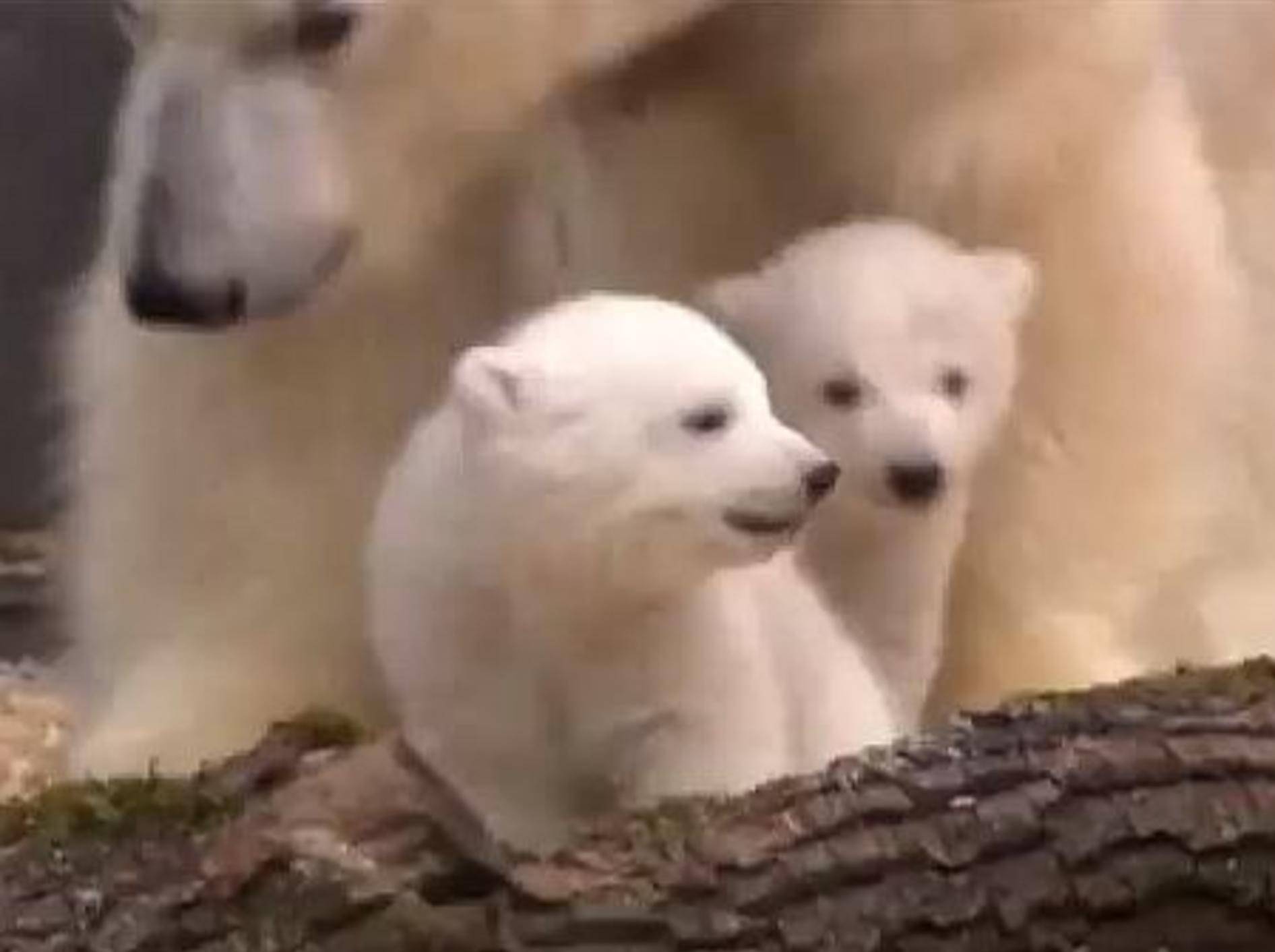 Eisbär-Zwillinge machen ihren ersten kleinen Ausflug – Bild: Youtube / AssociatedPress