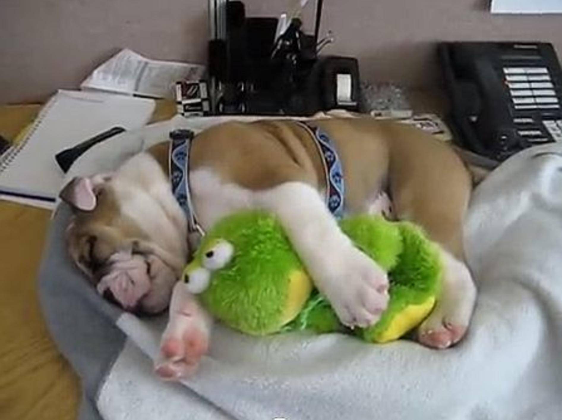Zauberhafte Englische Bulldogge genießt die Ruhe – Bild: Youtube / Chadwick Horn