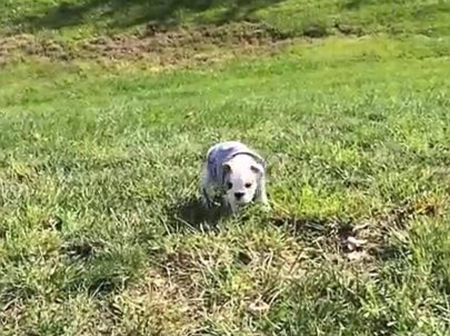 Wonnige Englische Bulldogge kugelt sich in den Frühling – Bild: Youtube / Kathryn Miller
