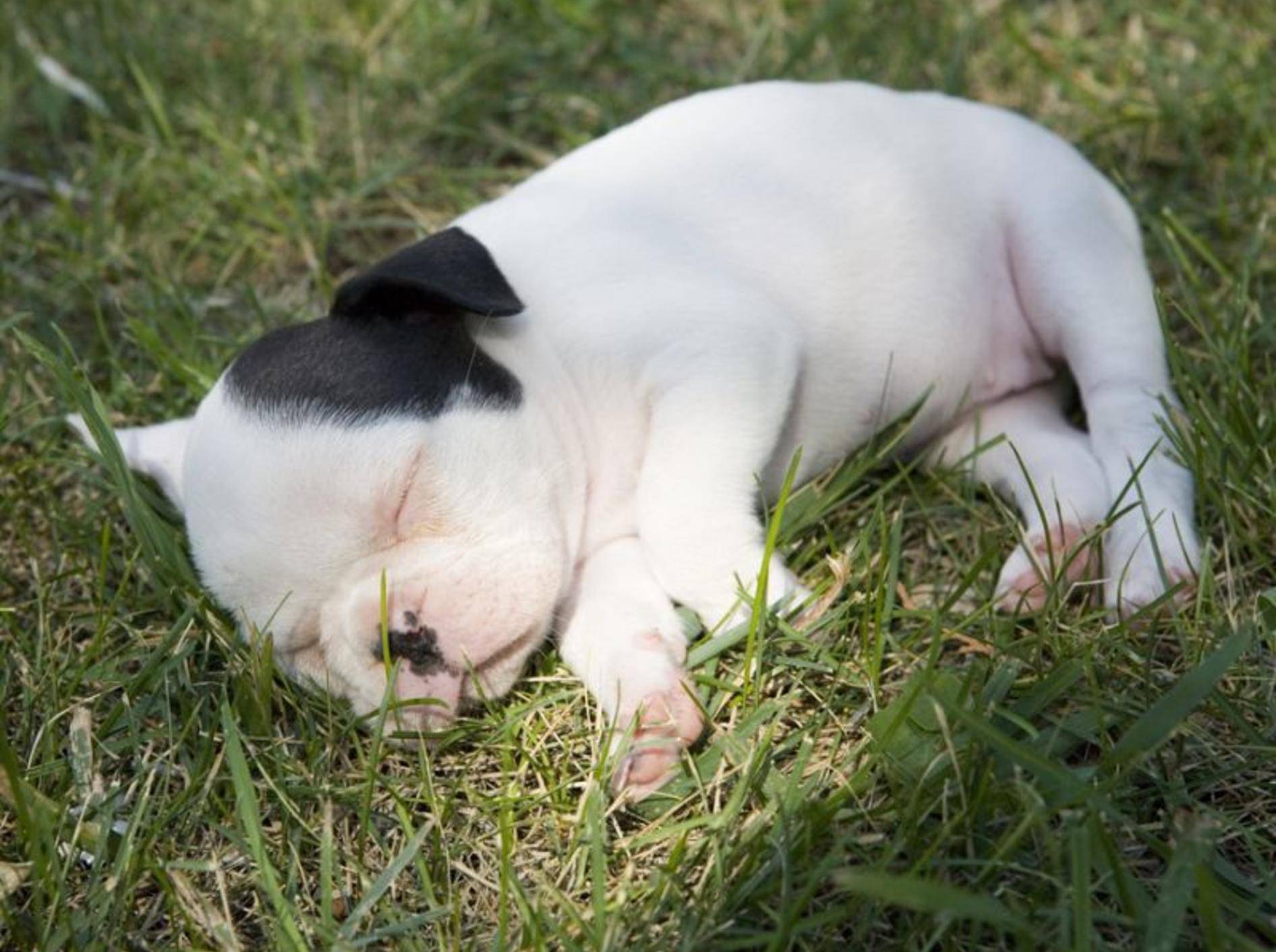 Willkommen auf der Welt: Diese kleine Französische Bulldoge ist erst wenige Wochen alt – Bild: Shutterstock / Robynrg