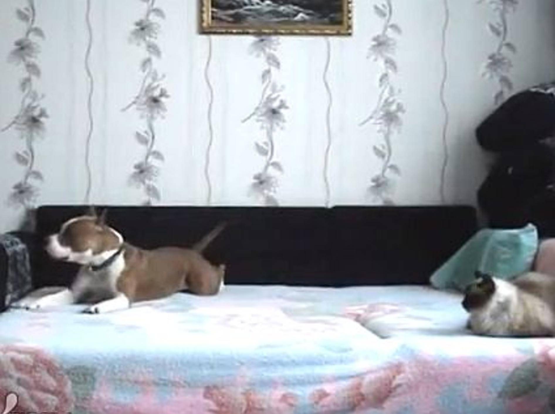 Lustiger Kameratest: Was Hunde von Verboten halten ... – Bild: Youtube / ignoramusky