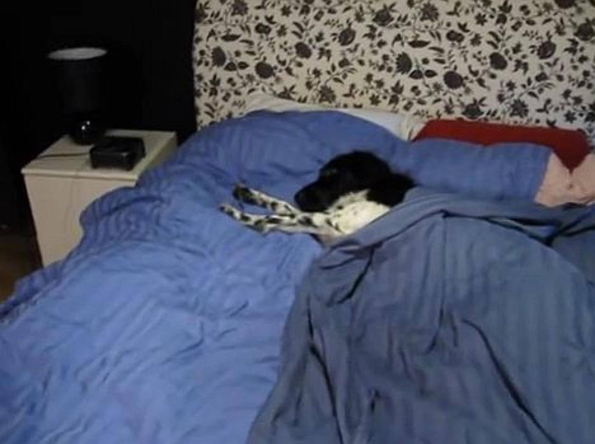 Was macht ein Hund, der ausschlafen will? – Bild: Youtube / Allison Carpenter