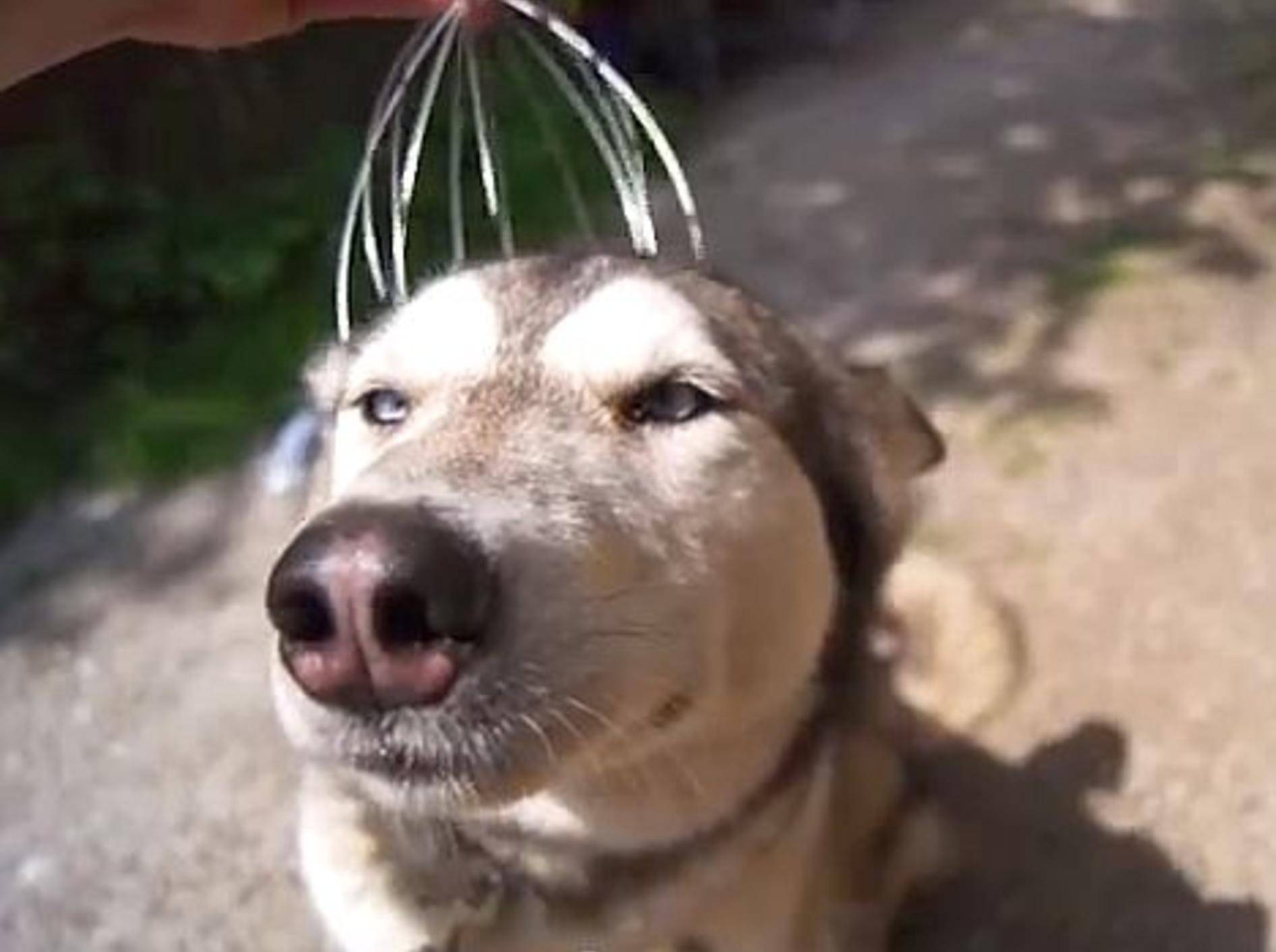 Husky genießt eine außergewöhnliche Kopfmassage – Bild: Youtube / arien100100
