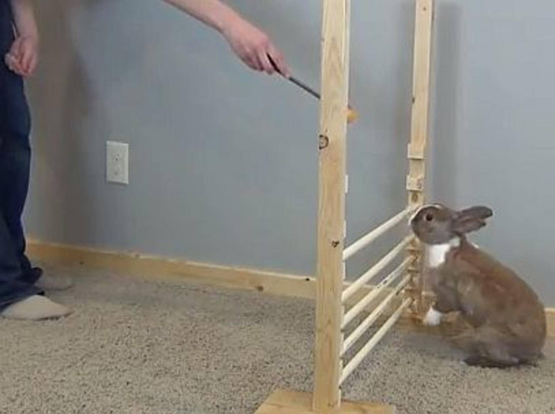 Süßes Kaninchen Lulu zeigt Tricks & Agility! – Bild: Youtube / 101rabbits