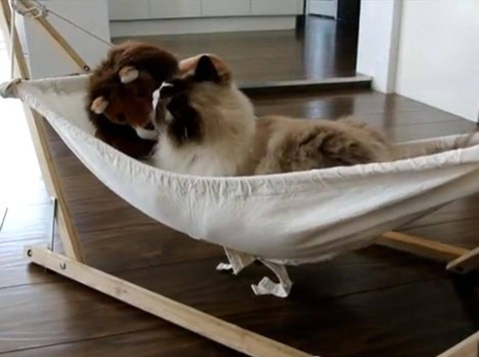 Katzen-Spielspaß in der Hängematte – Bild: Youtube / Xiedubbel