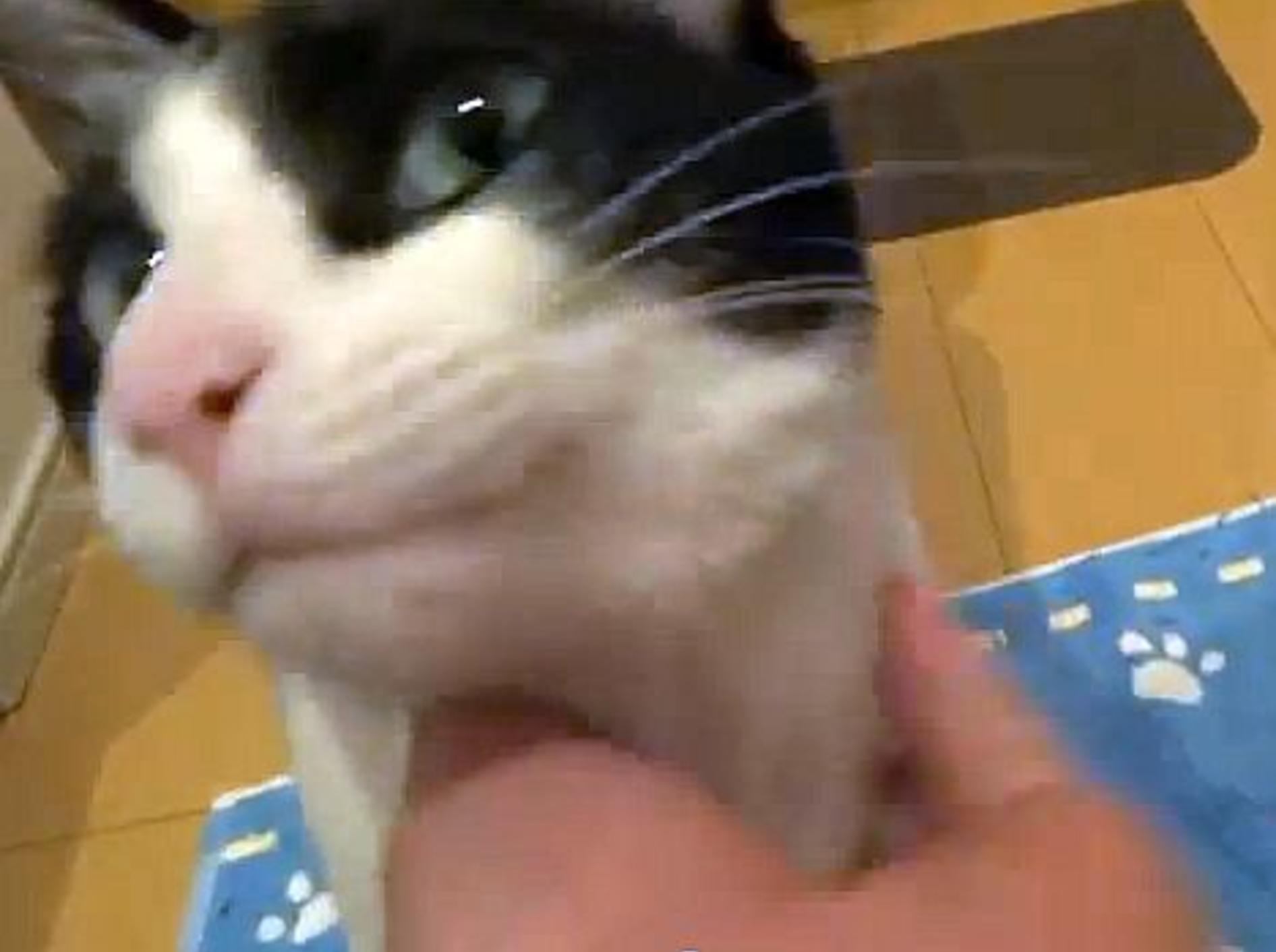Supersüße Katzenbegrüßung an der Tür – Bild: Youtube / inthelife